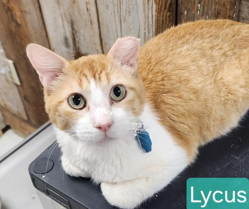 Lycus