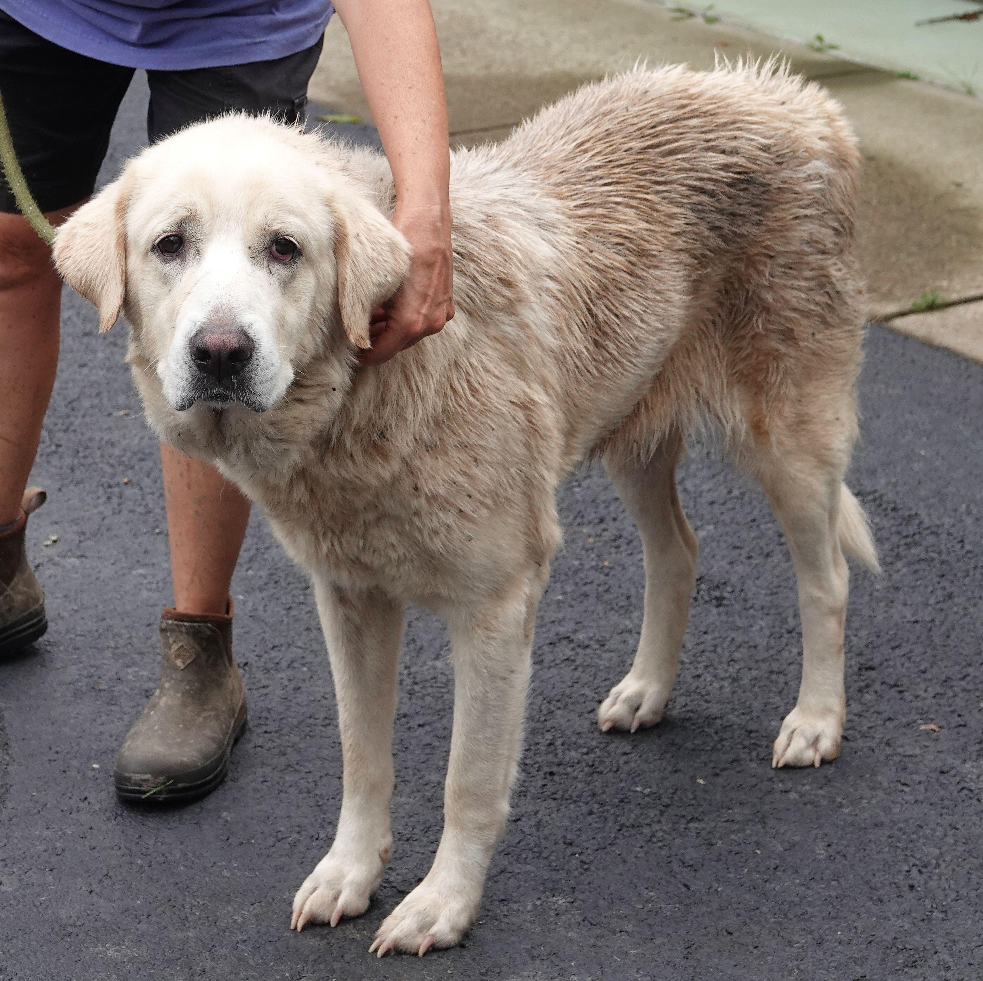 Tangle - CLAIMED BY OWNER, an adopted mixed breed in Millfield, OH image 3/4