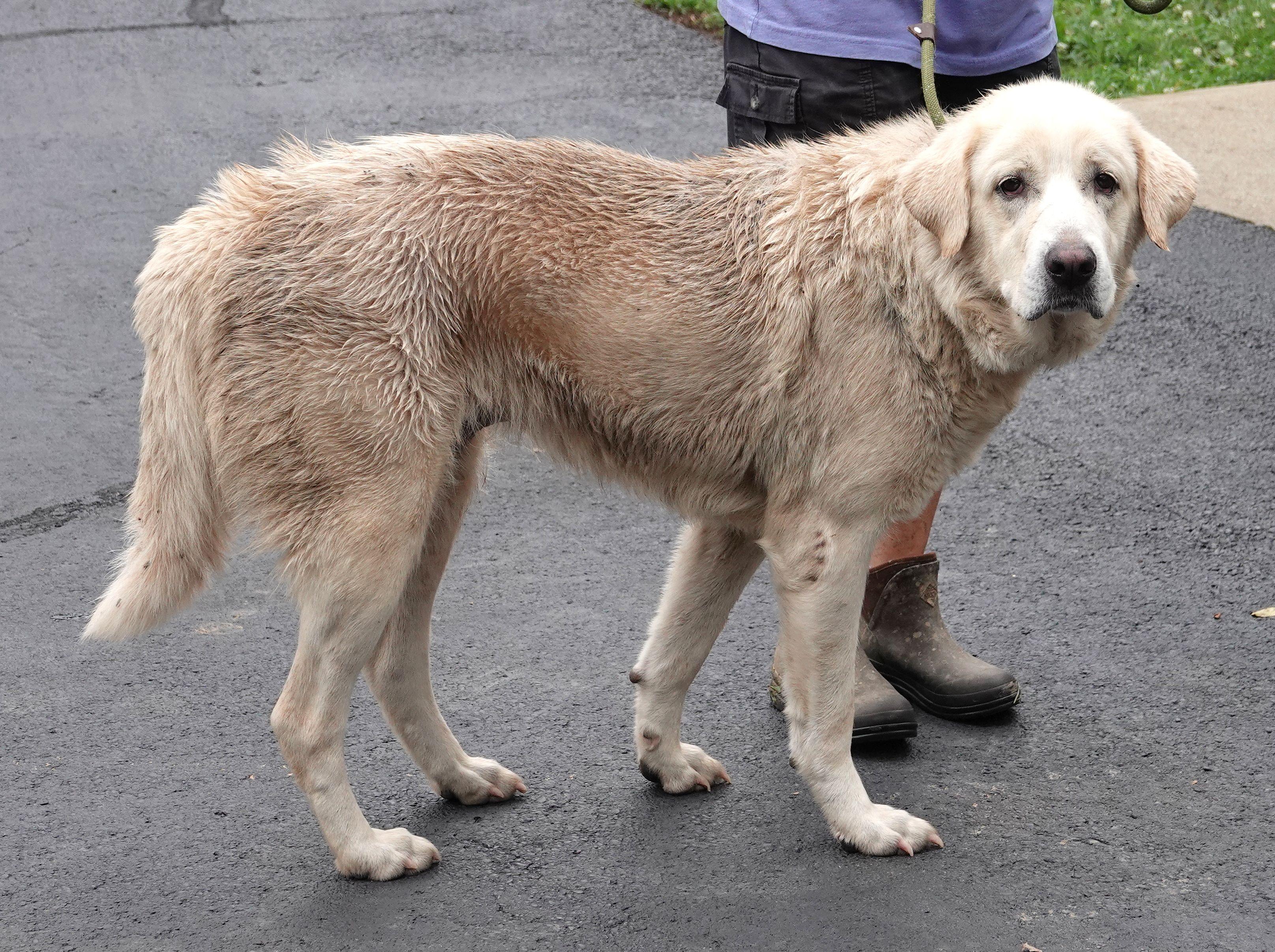 Tangle - CLAIMED BY OWNER, an adopted mixed breed in Millfield, OH image 4/4