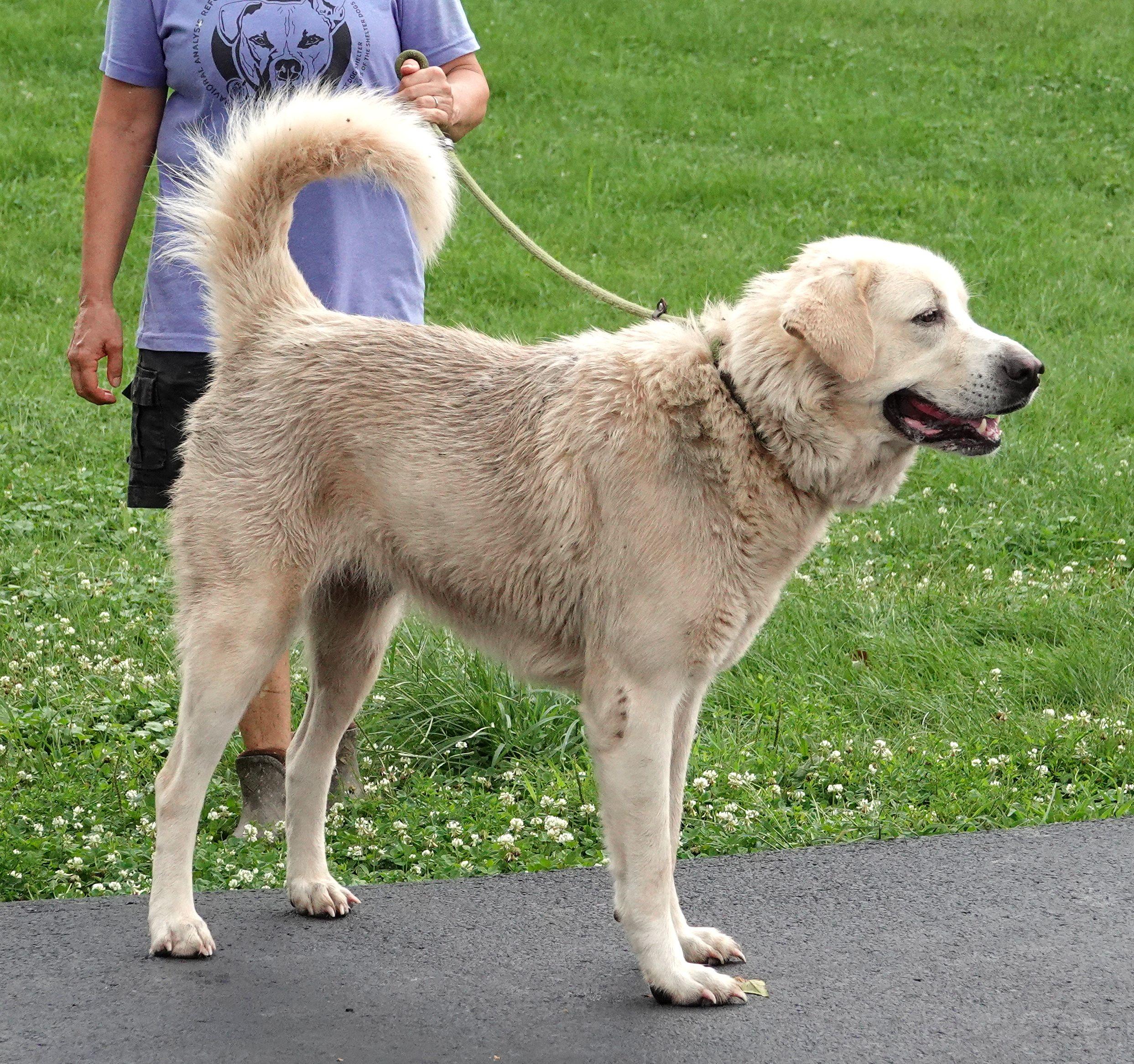 Tangle - CLAIMED BY OWNER, an adopted mixed breed in Millfield, OH image 2/4