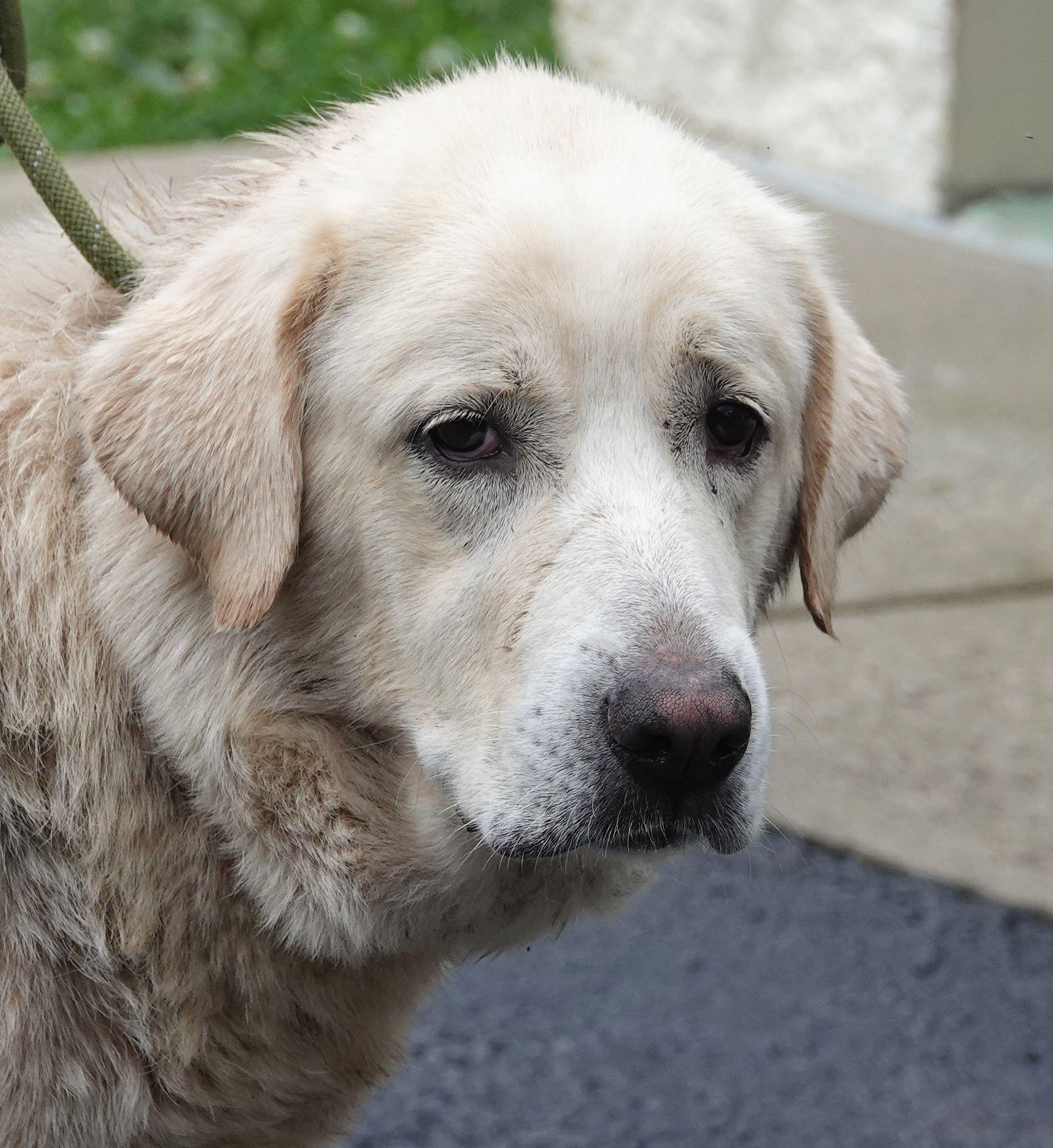 Tangle - CLAIMED BY OWNER, adopted, Adult Female Great Pyrenees & Labrador Retriever.