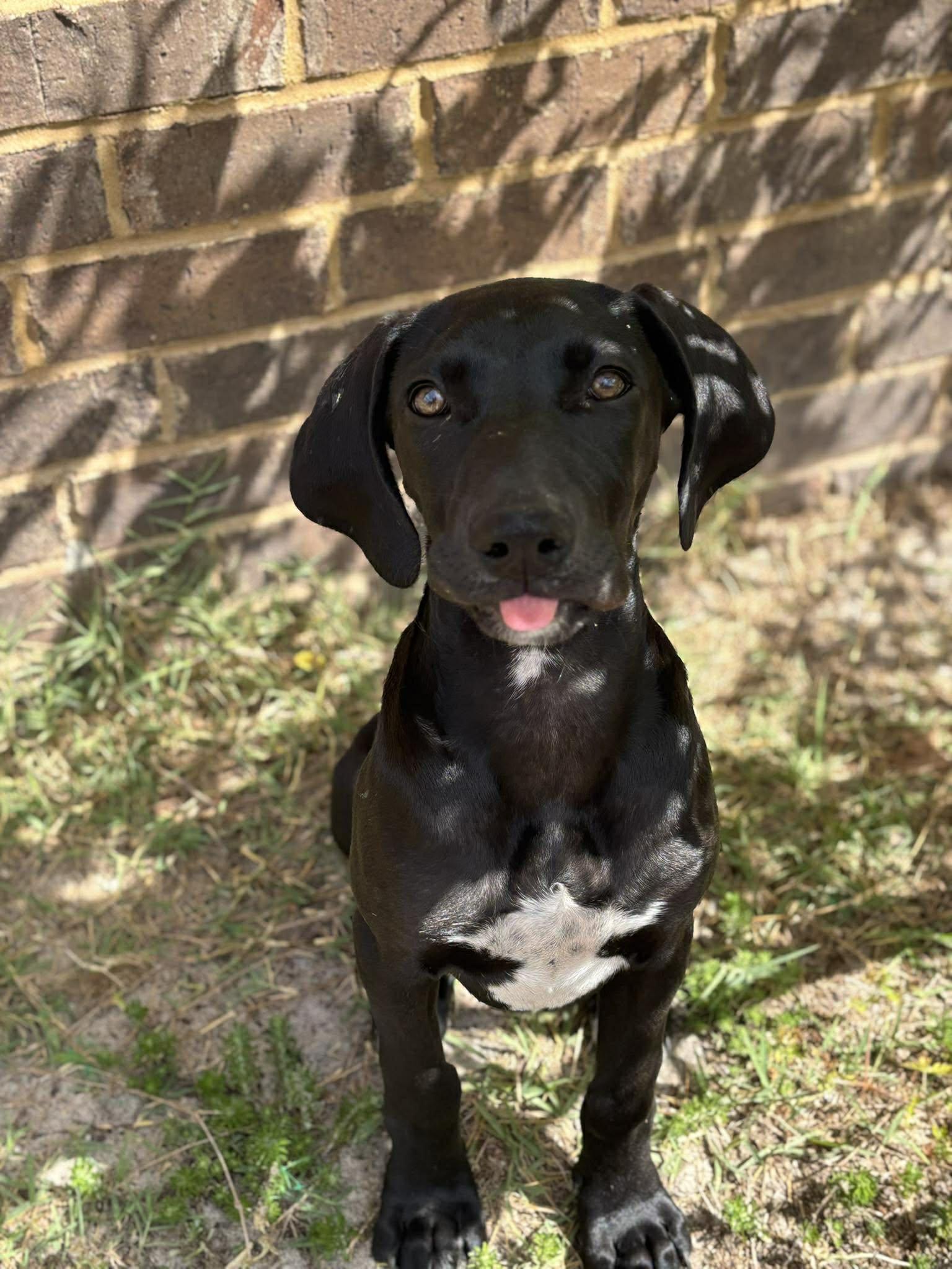 Enlarge Zara, a ADOPTABLE Great Dane in Pensacola, FL image 5/5