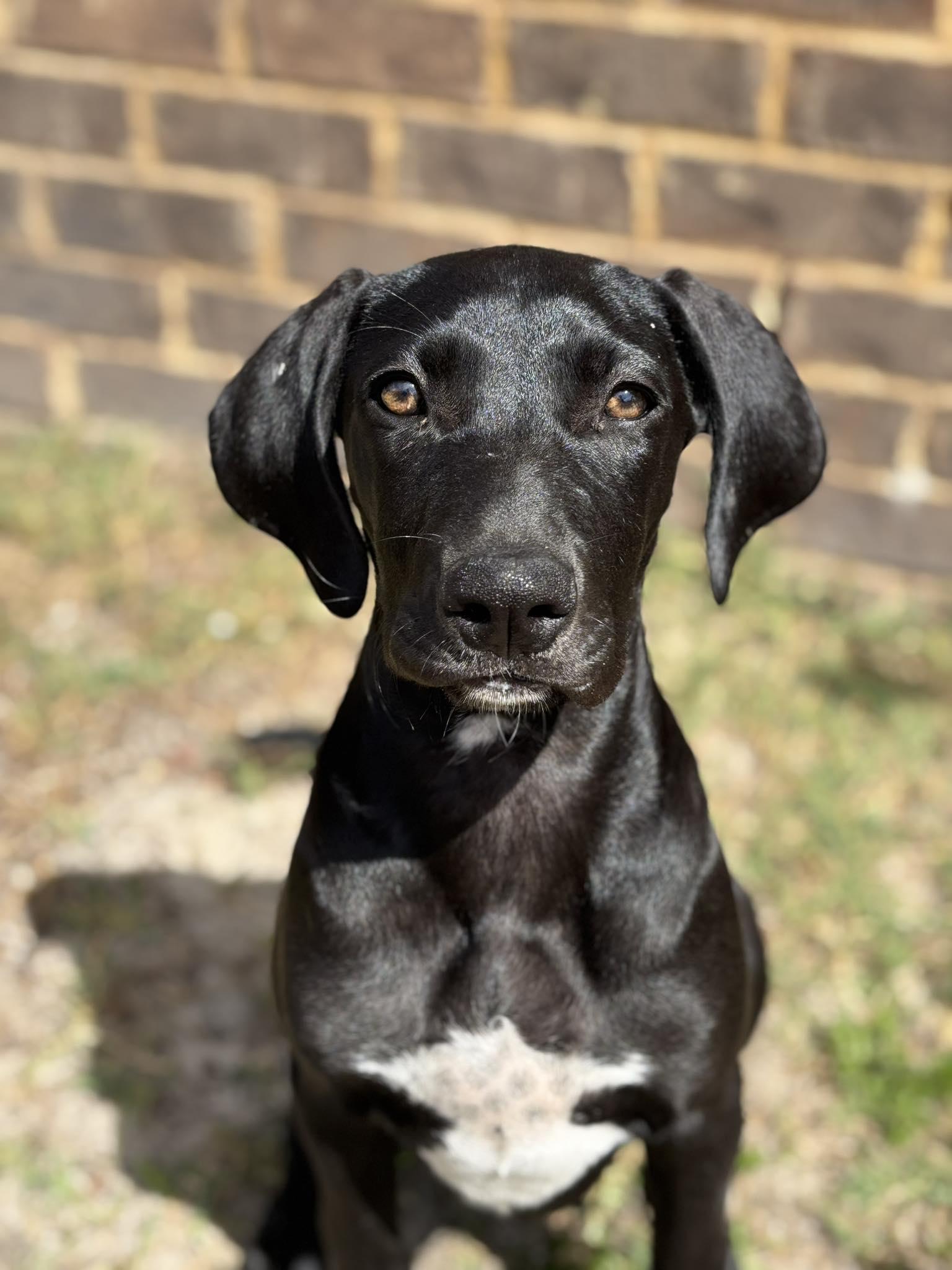 Enlarge Zara, a ADOPTABLE Great Dane in Pensacola, FL image 3/5