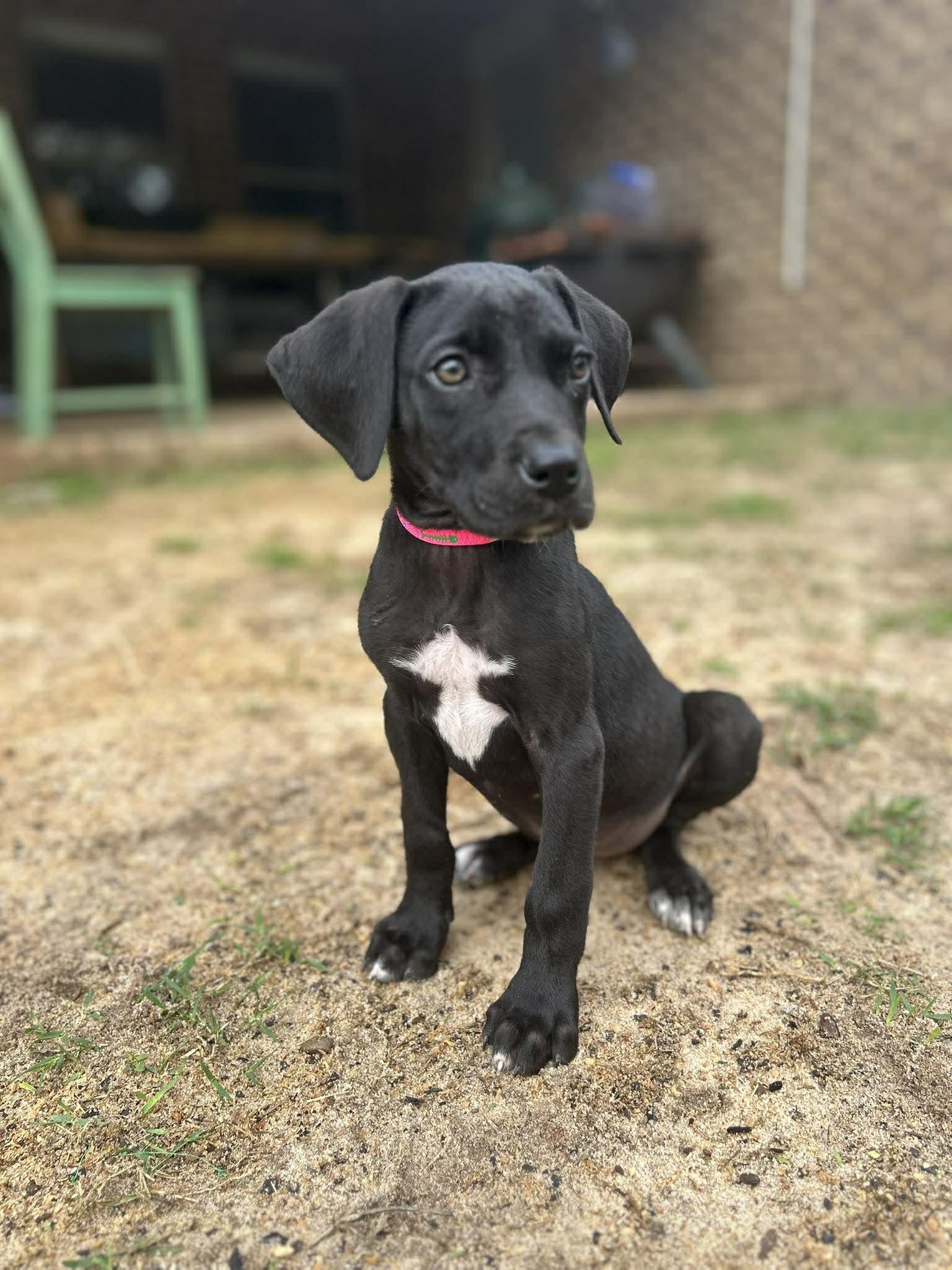 Enlarge Zara, a ADOPTABLE Great Dane in Pensacola, FL image 2/5