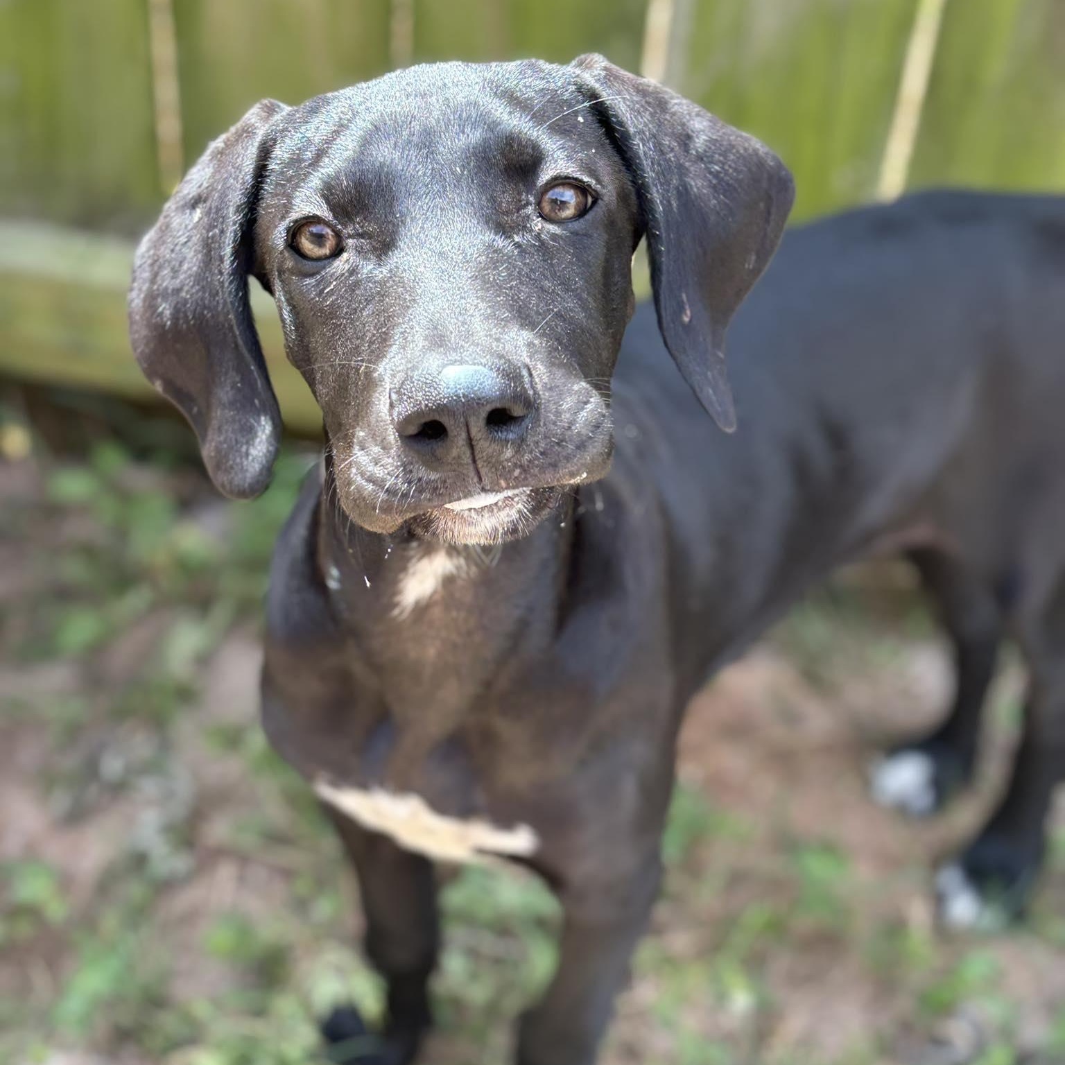 Enlarge Zara, a ADOPTABLE Great Dane in Pensacola, FL image 1/5