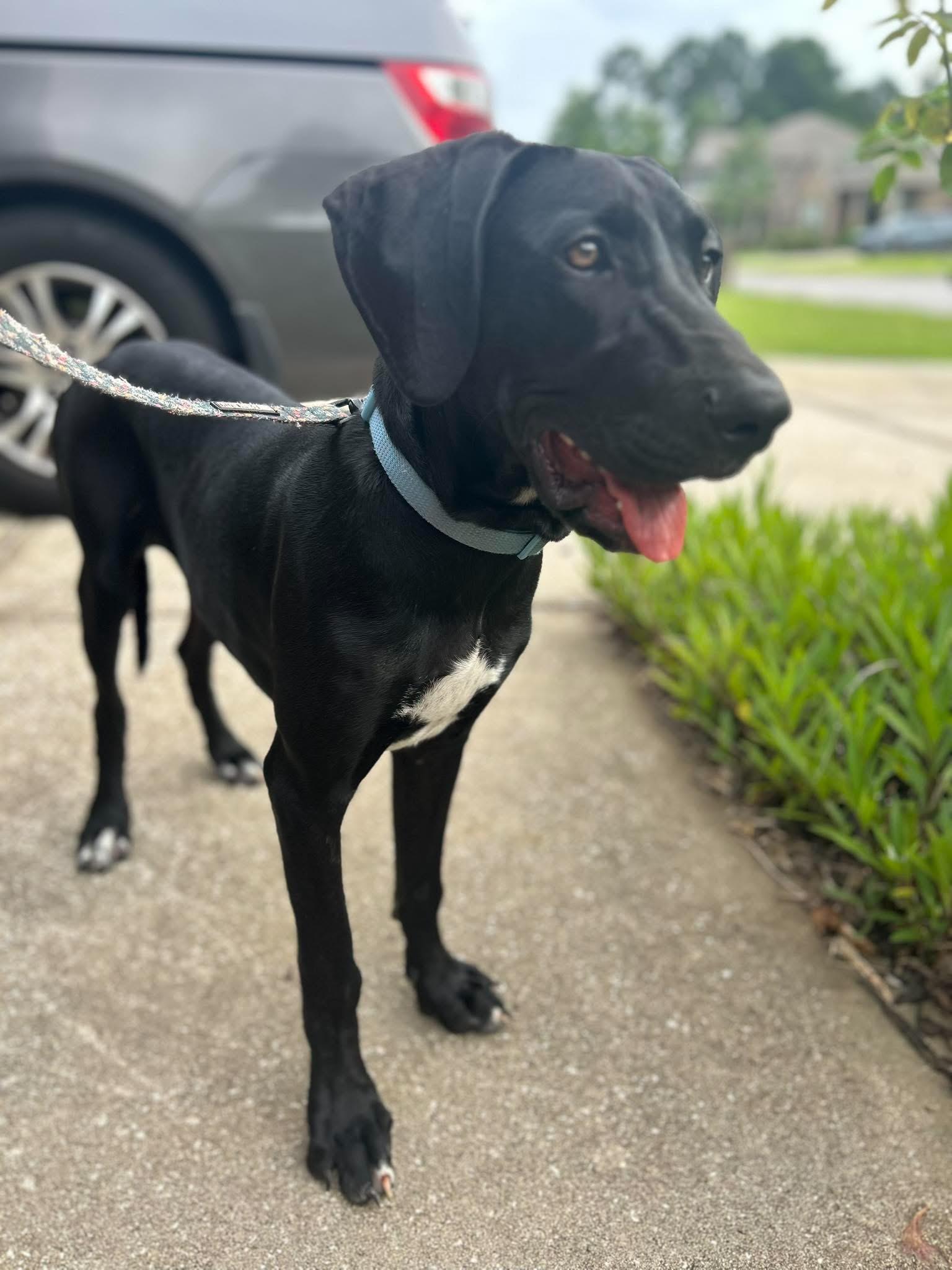 Zara, a ADOPTABLE Great Dane in Pensacola, FL image 5/5