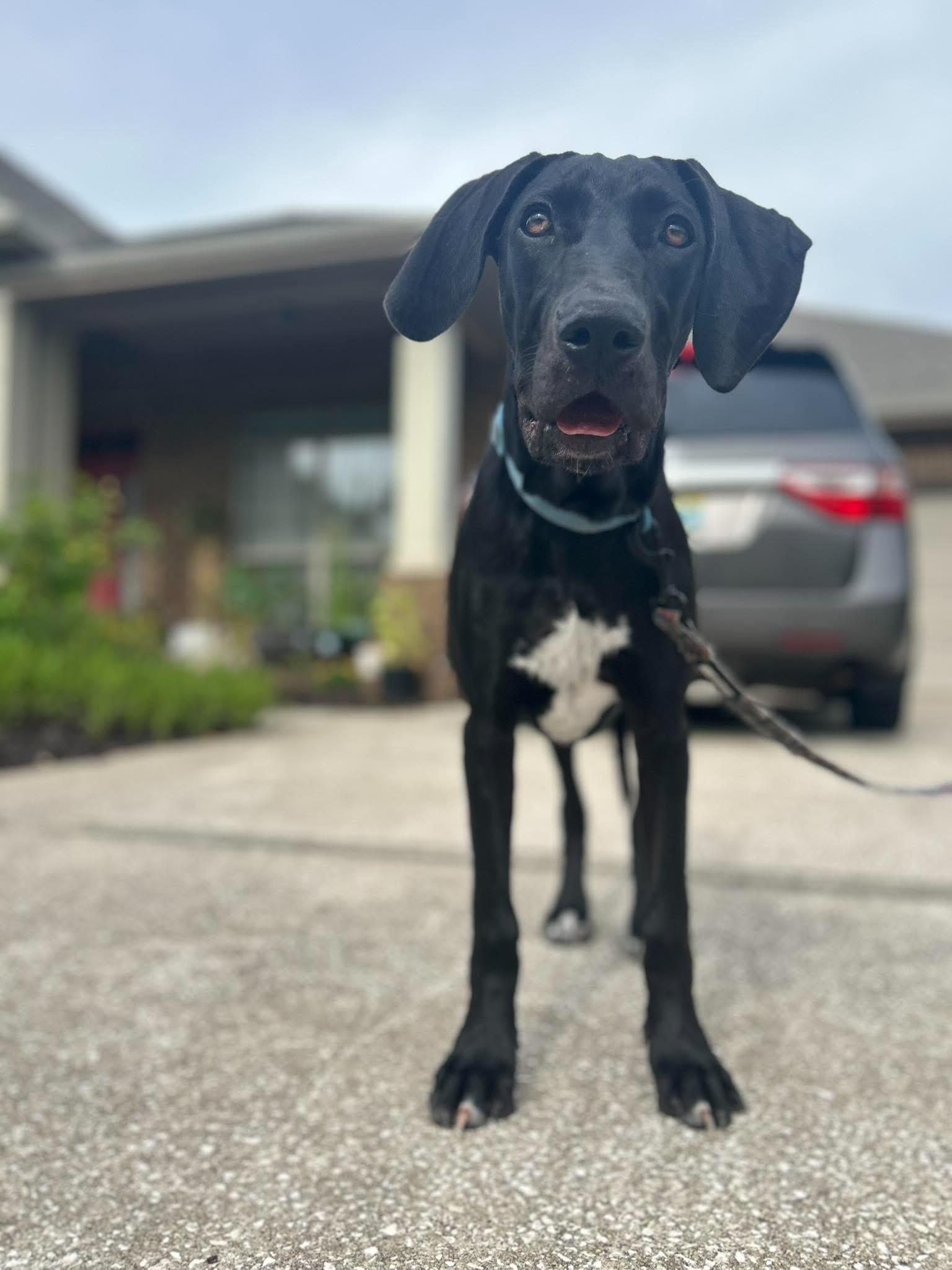 Zara, a ADOPTABLE Great Dane in Pensacola, FL image 4/5