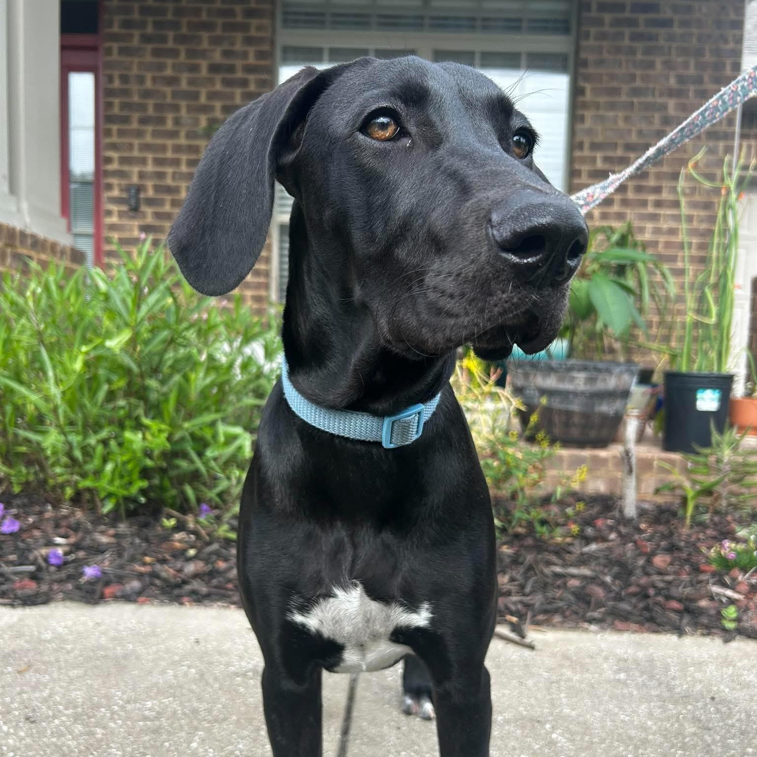 Zara, a ADOPTABLE Great Dane in Pensacola, FL image 1/5