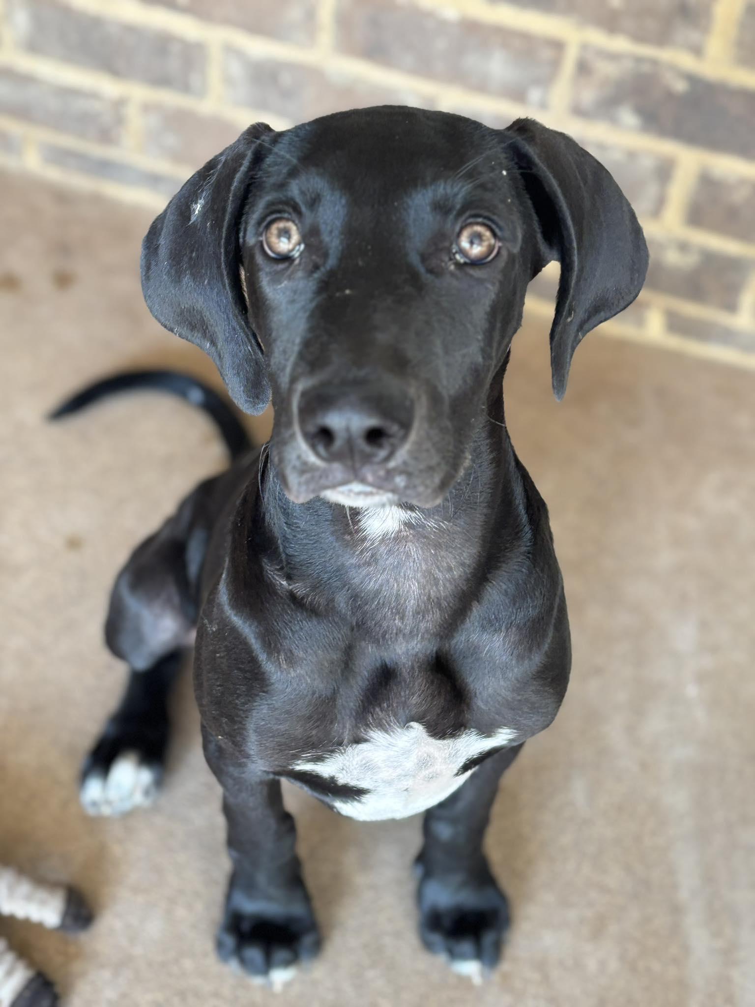 Enlarge Zara, a ADOPTABLE Great Dane in Pensacola, FL image 4/5