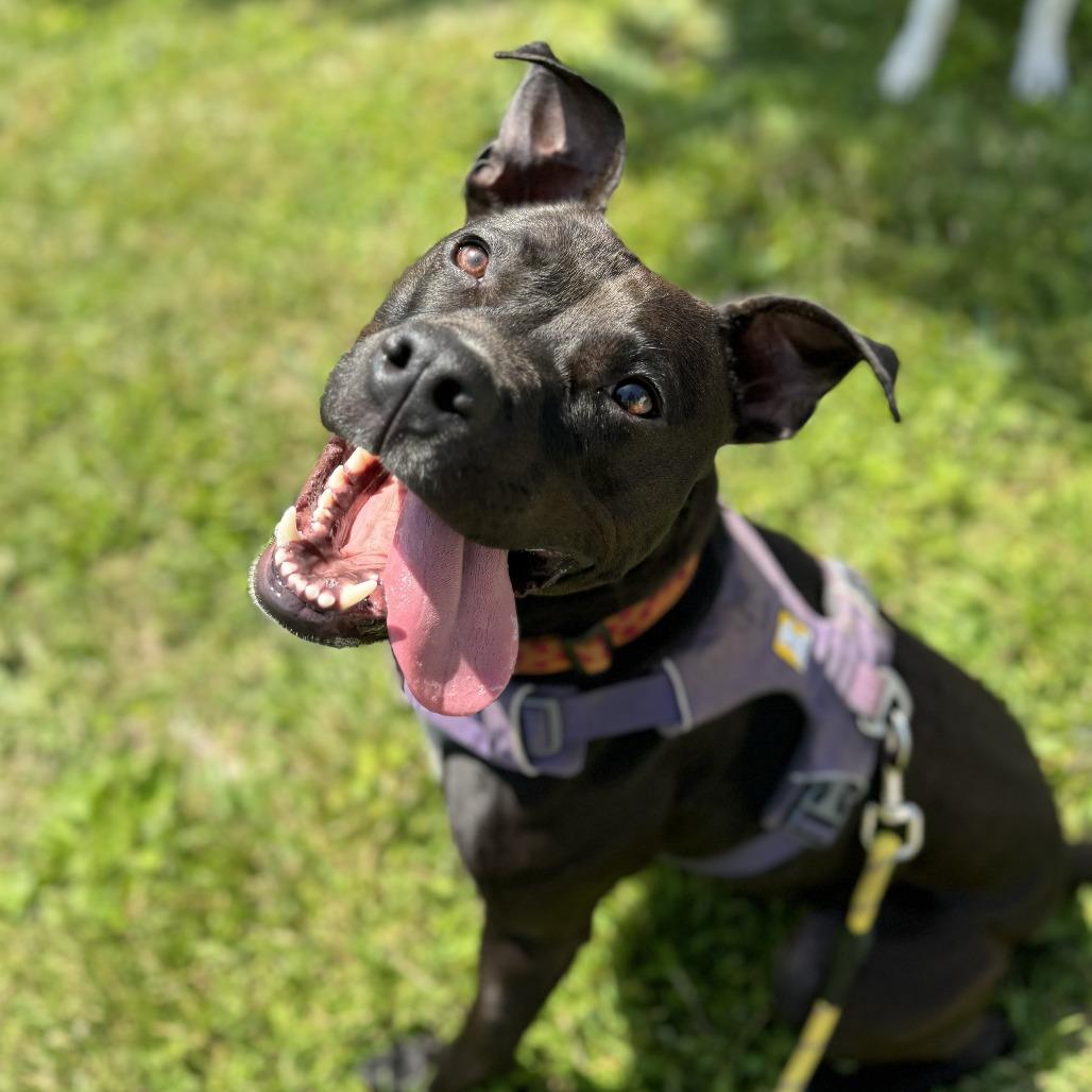 Enlarge Monkey* (Courtesy Listing), a Adoptable mixed breed in Waynesville, NC image 1/2