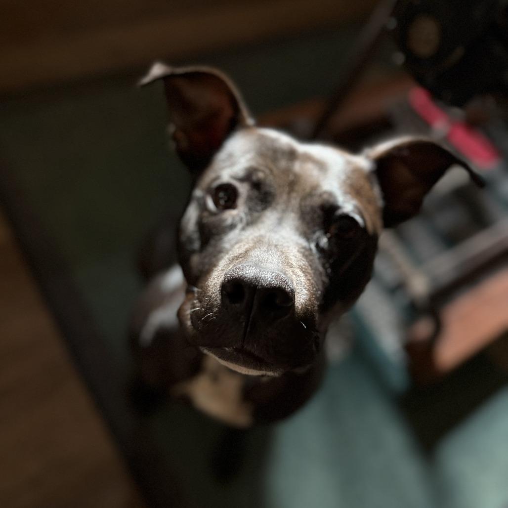 Enlarge Monkey* (Courtesy Listing), a Adoptable mixed breed in Waynesville, NC image 2/2