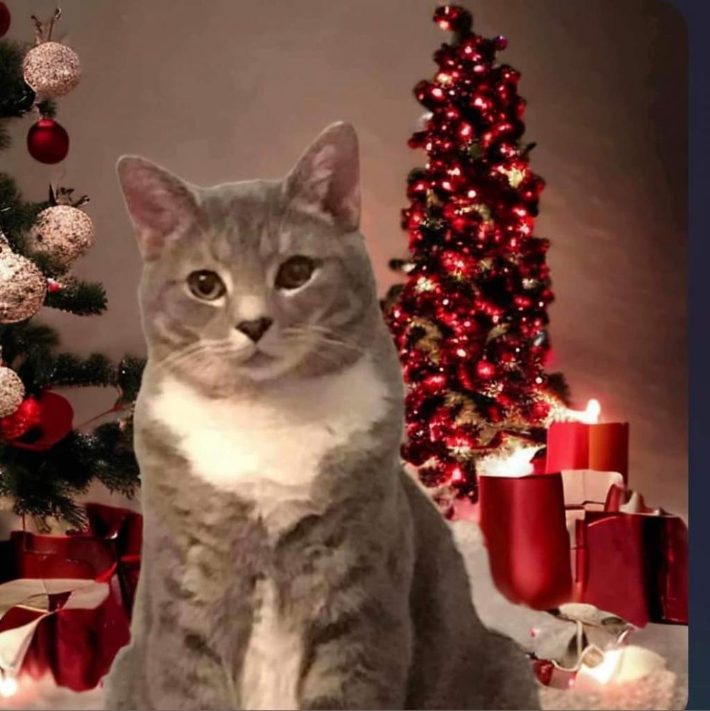 Blade, Adoptable, Senior Male Domestic Short Hair.