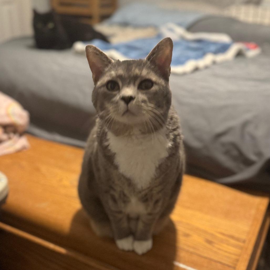 Enlarge Blade, a Adoptable Domestic Short Hair in Winchester, VA image 3/5