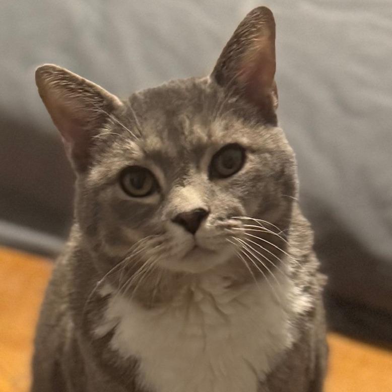 Enlarge Blade, a Adoptable Domestic Short Hair in Winchester, VA image 4/5