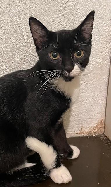 Zac (LE), Adoptable, Young Male Domestic Short Hair.