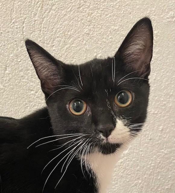Zac (LE), Adoptable, Young Male Domestic Short Hair.