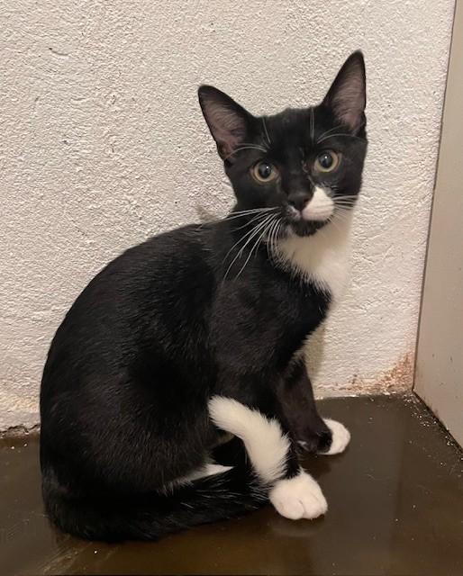 Enlarge Zac (LE), a Adoptable Domestic Short Hair in Little Falls, NJ image 3/3