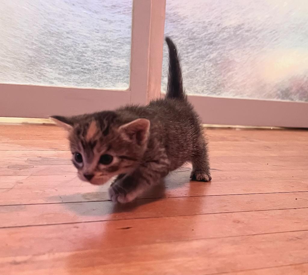 Enlarge Ember, a Adopted Domestic Short Hair in Valley City, ND image 2/3