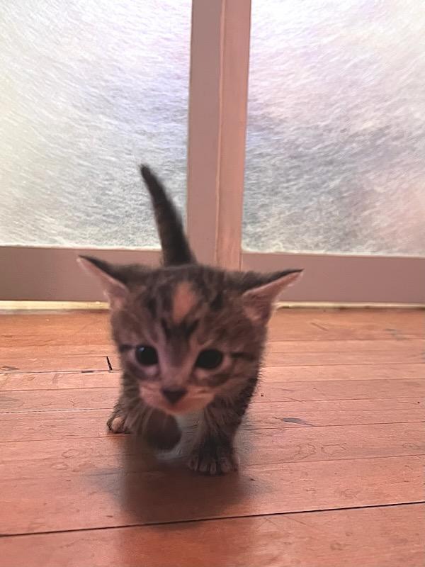 Enlarge Ember, a Adopted Domestic Short Hair in Valley City, ND image 3/3