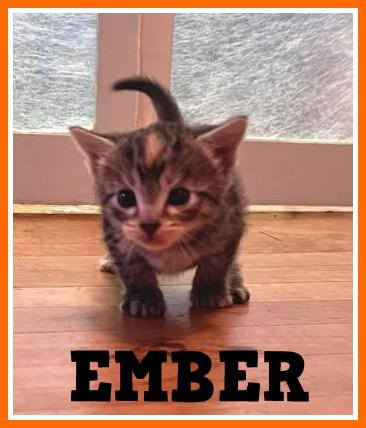 Ember, Adopted, Kitten Female Domestic Short Hair.