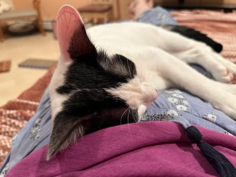 Yoko, a Adoptable Domestic Short Hair in staten island, NY image 5/5