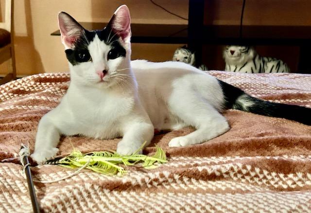 Yoko, a Adoptable Domestic Short Hair in staten island, NY image 1/5