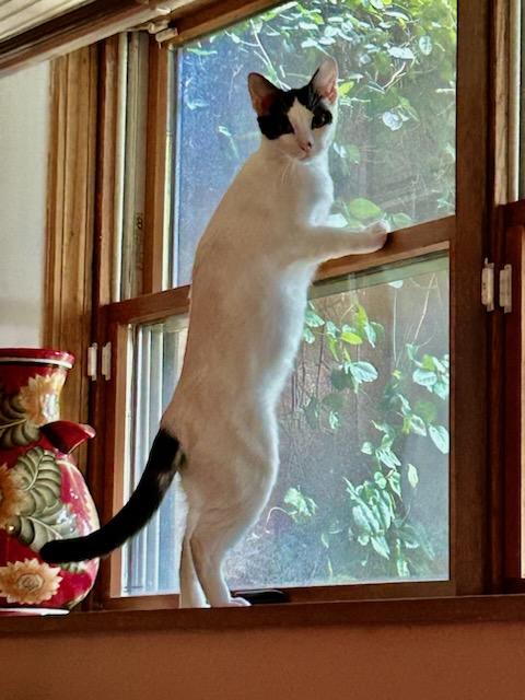 Yoko, a Adoptable Domestic Short Hair in staten island, NY image 2/5