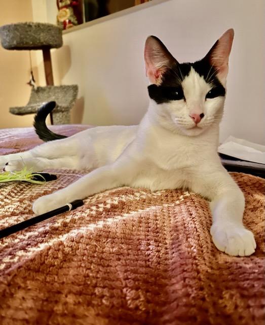 Yoko, a Adoptable Domestic Short Hair in staten island, NY image 3/5