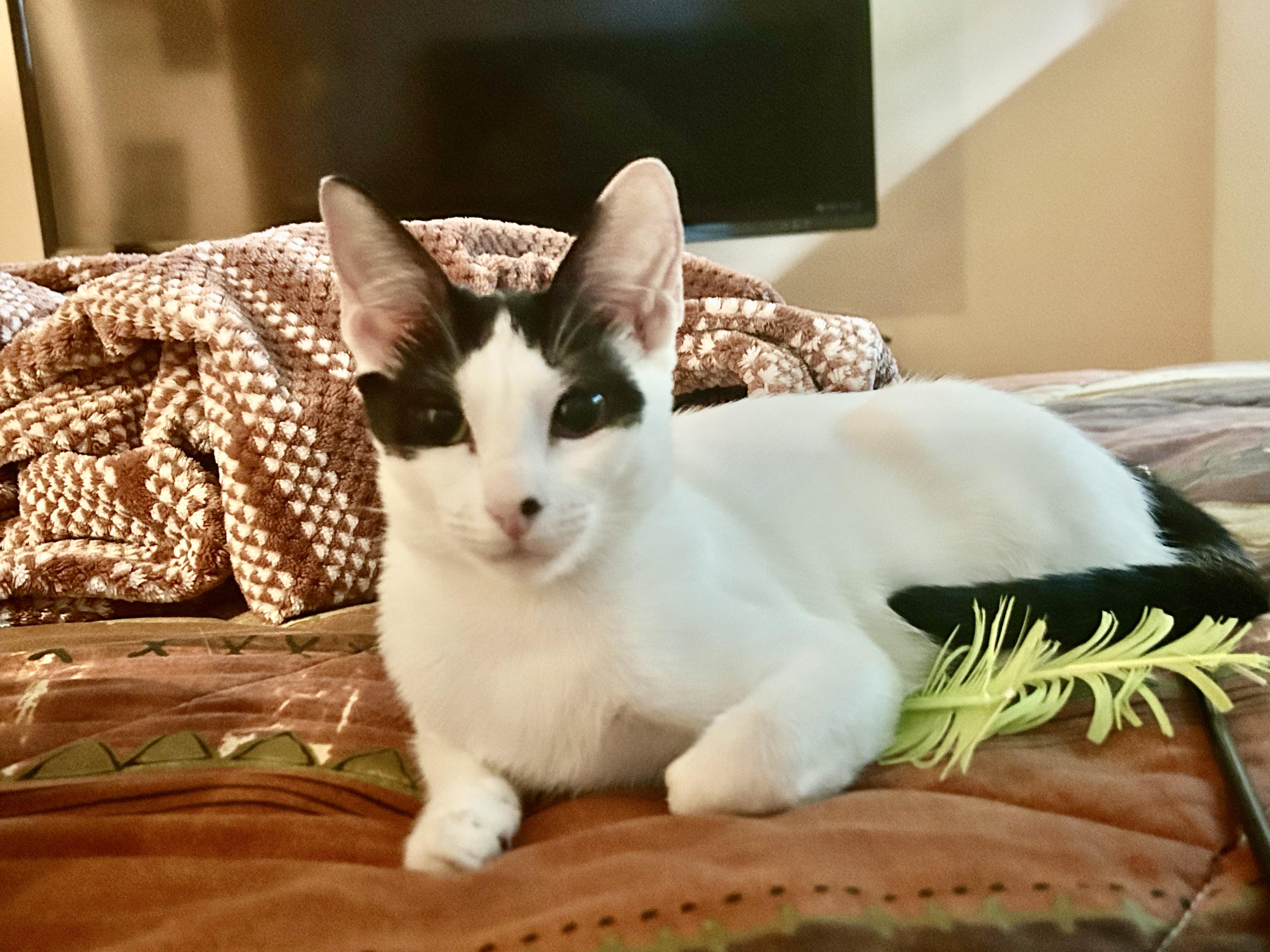 Yoko, Adoptable, Young Female Domestic Short Hair.