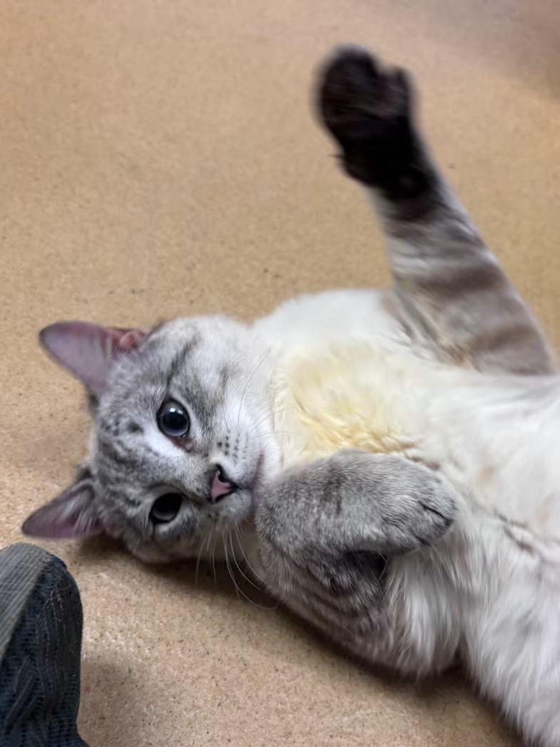 Enlarge Oscar (ON ADOPTION HOLD), a ADOPTABLE Domestic Short Hair in Nantucket, MA image 2/3