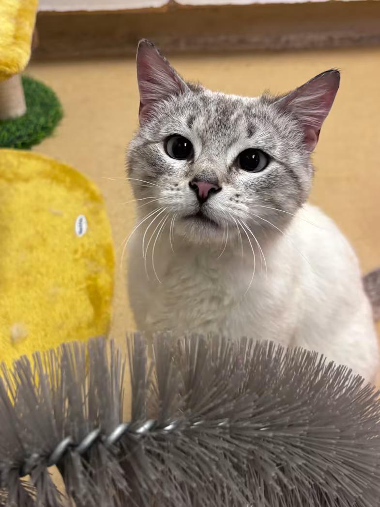 Enlarge Oscar (ON ADOPTION HOLD), a ADOPTABLE Domestic Short Hair in Nantucket, MA image 3/3