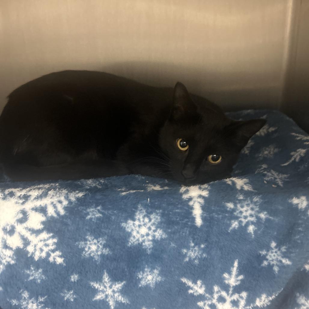 Enlarge Torto, a Adoptable Domestic Short Hair in Fort Wayne, IN image 1/3