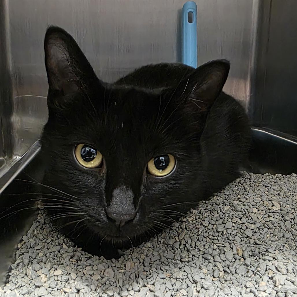 Enlarge Torto, a Adoptable Domestic Short Hair in Fort Wayne, IN image 2/3