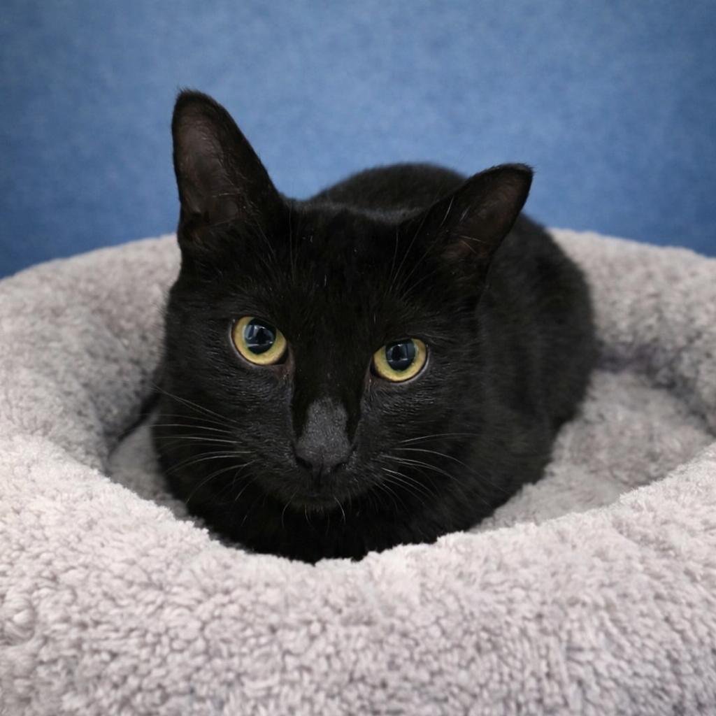 Enlarge Torto, a Adoptable Domestic Short Hair in Fort Wayne, IN image 3/3
