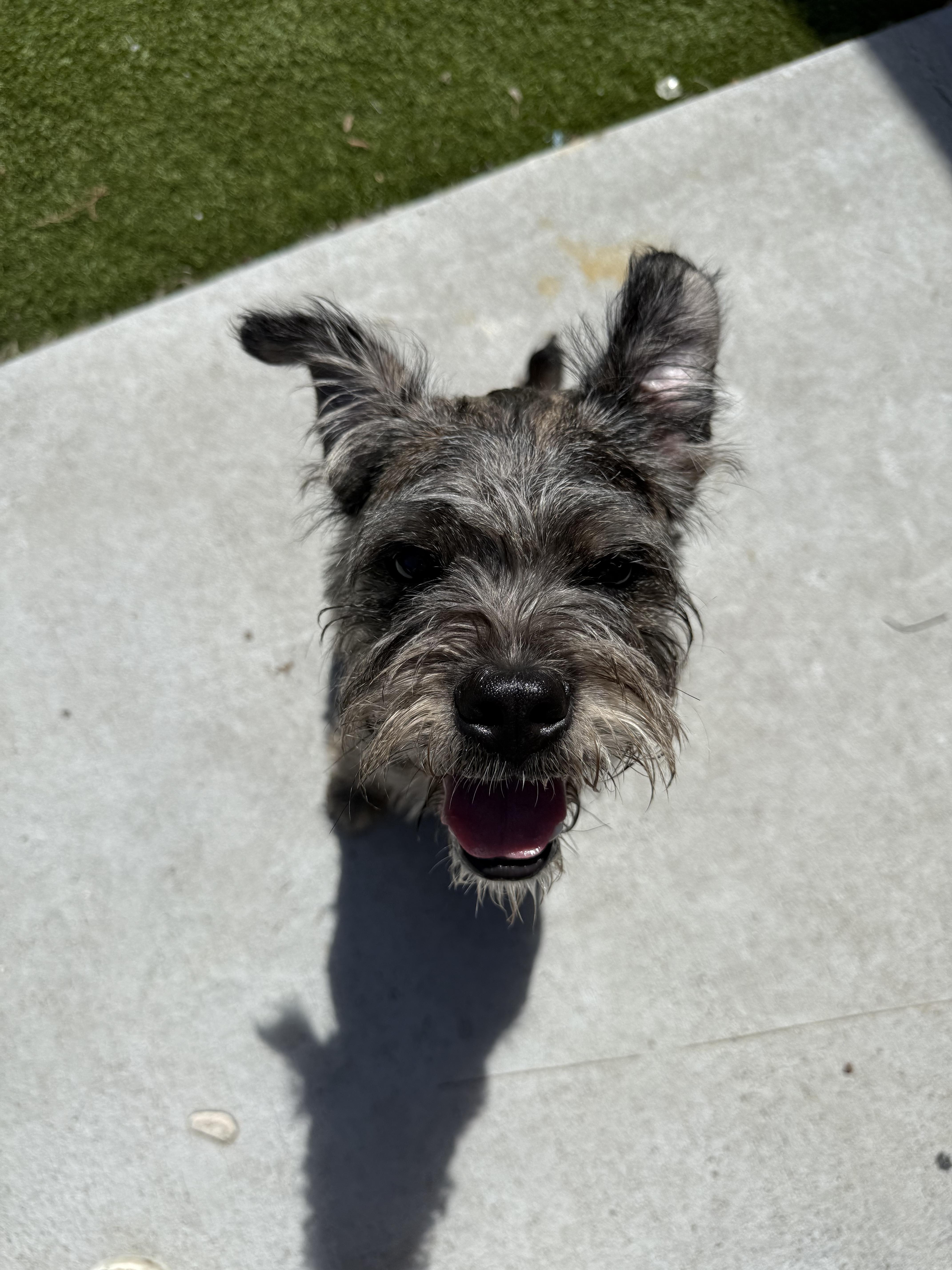 Nala, Adoptable, Young Female Miniature Schnauzer.