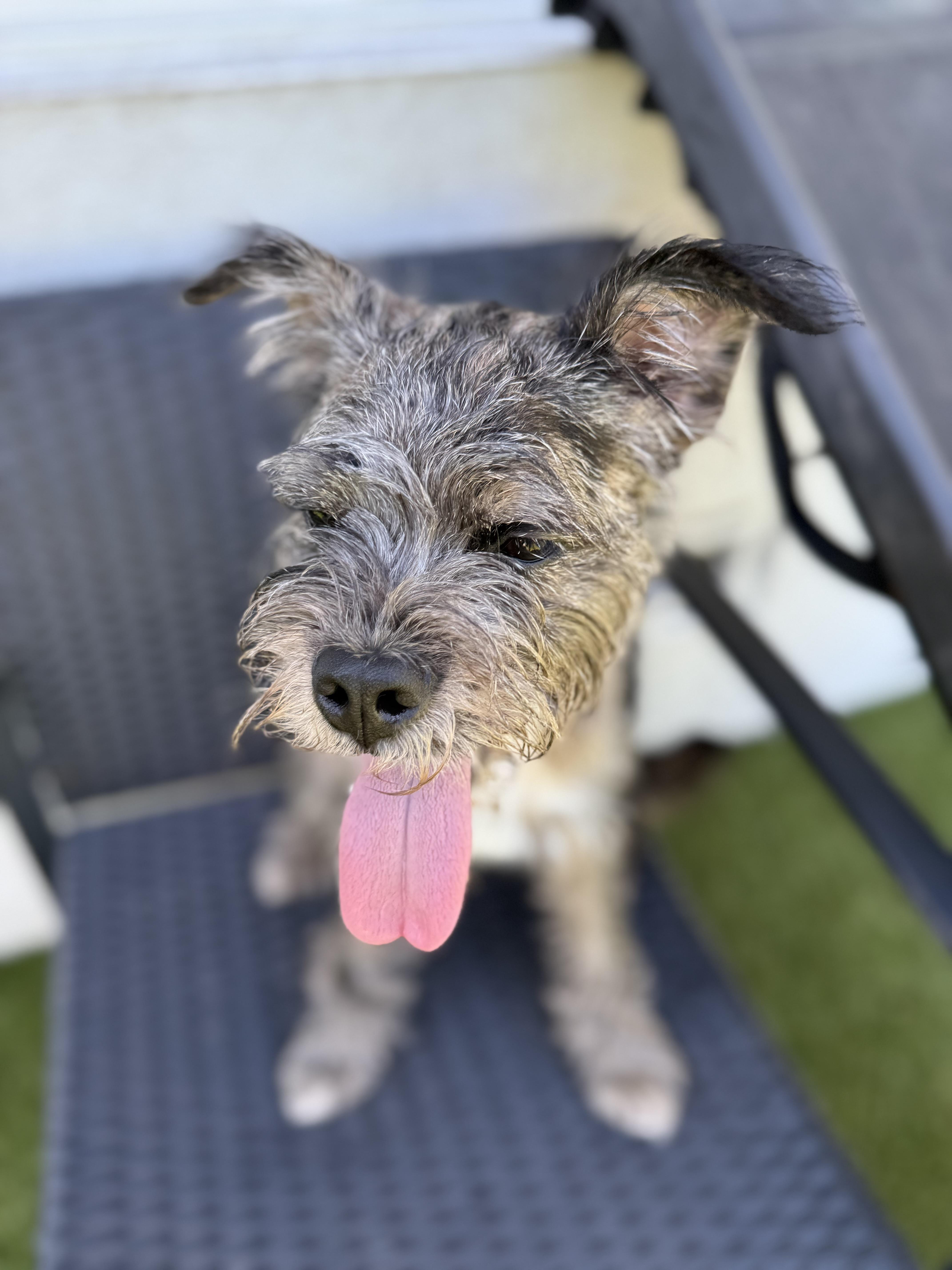 Nala, a Adoptable mixed breed in North Miami, FL image 2/5