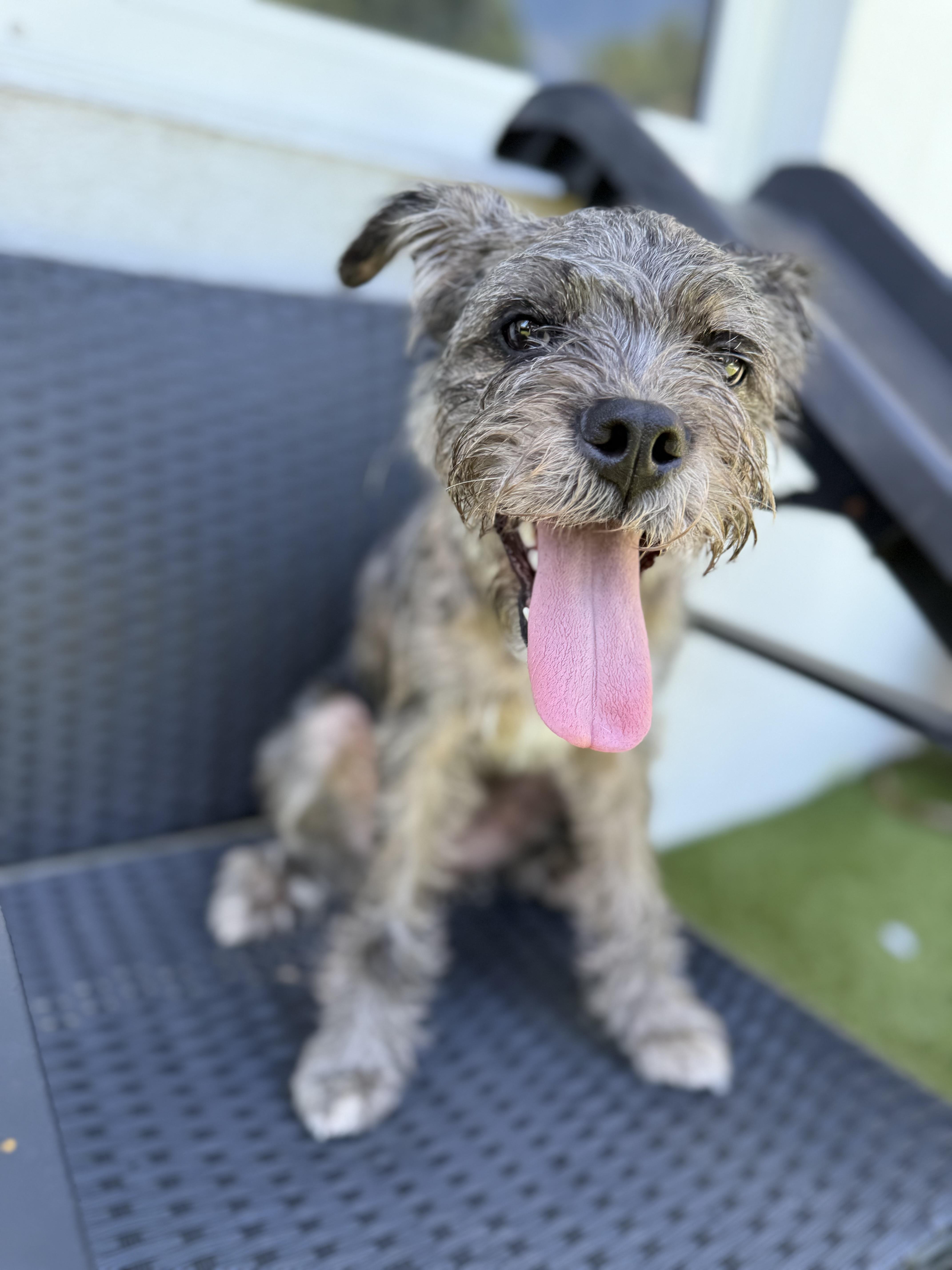 Nala, a Adoptable mixed breed in North Miami, FL image 3/5