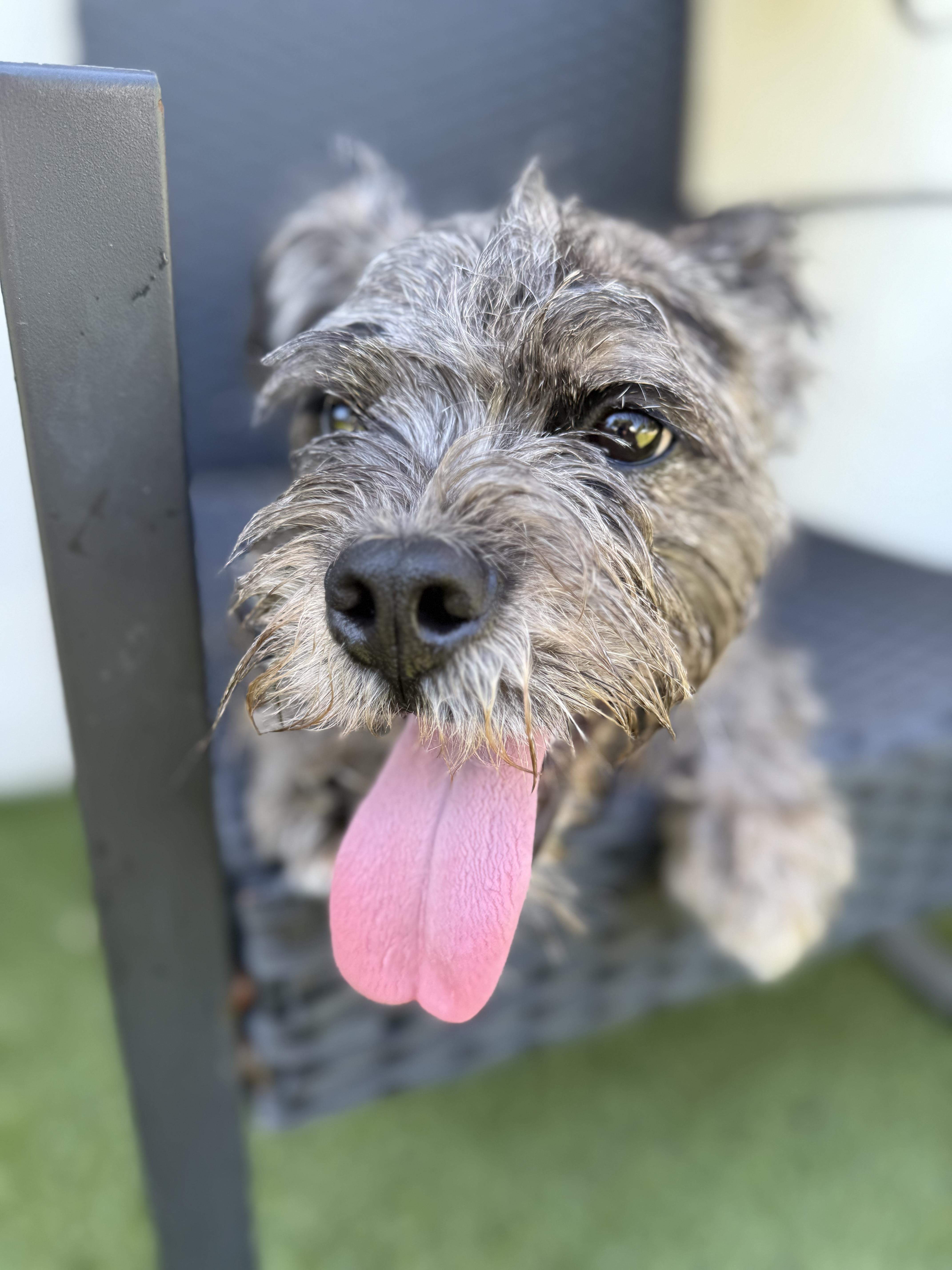 Nala, a Adoptable mixed breed in North Miami, FL image 4/5