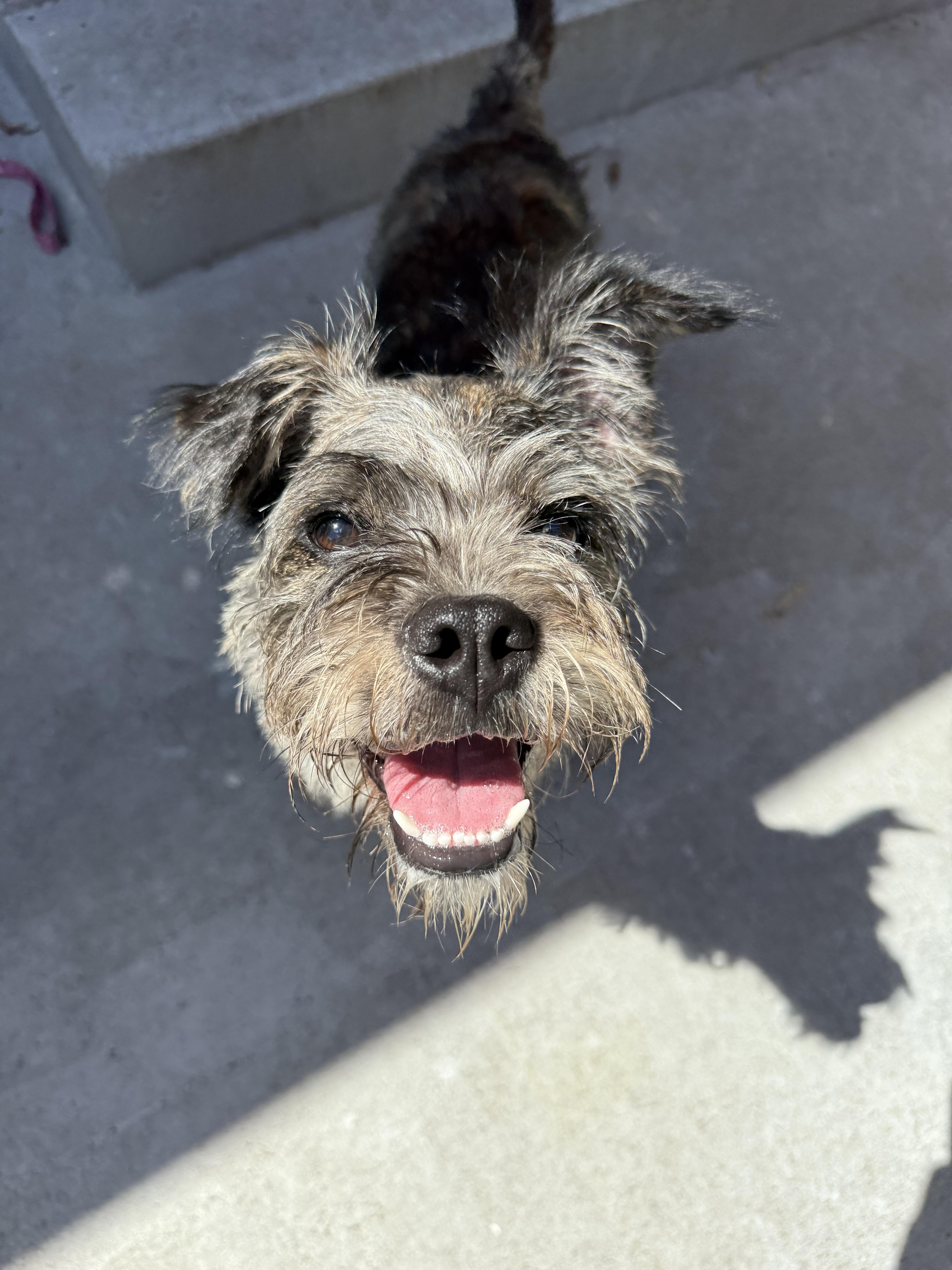 Nala, a Adoptable mixed breed in North Miami, FL image 5/5