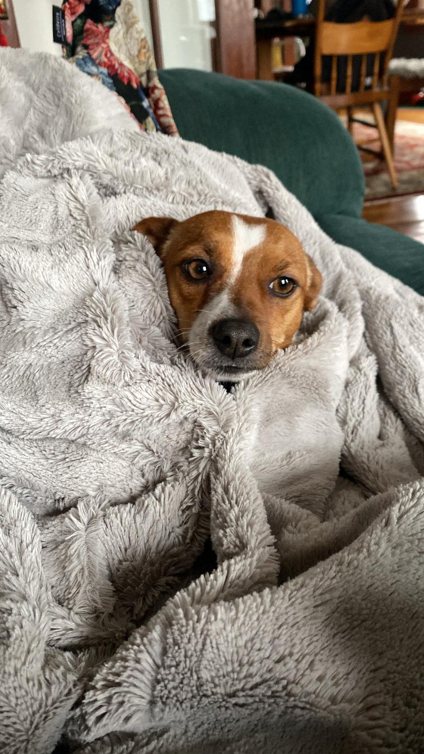 Enlarge Paloma, an adopted mixed breed in Boston, MA image 5/6