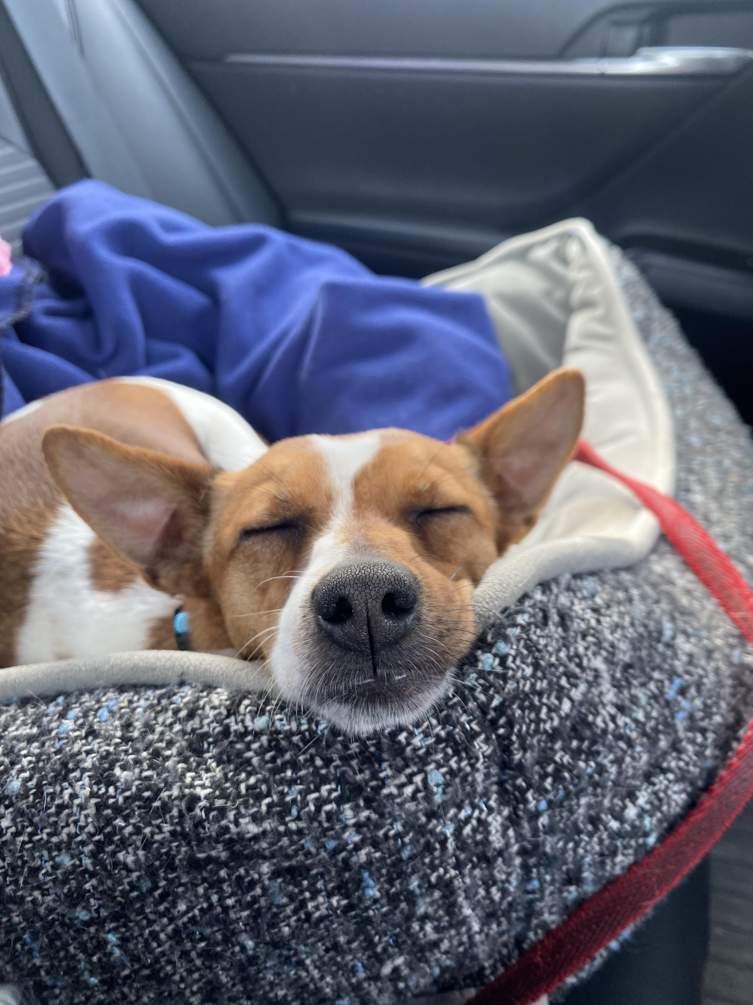 Enlarge Paloma, an adopted mixed breed in Boston, MA image 2/6