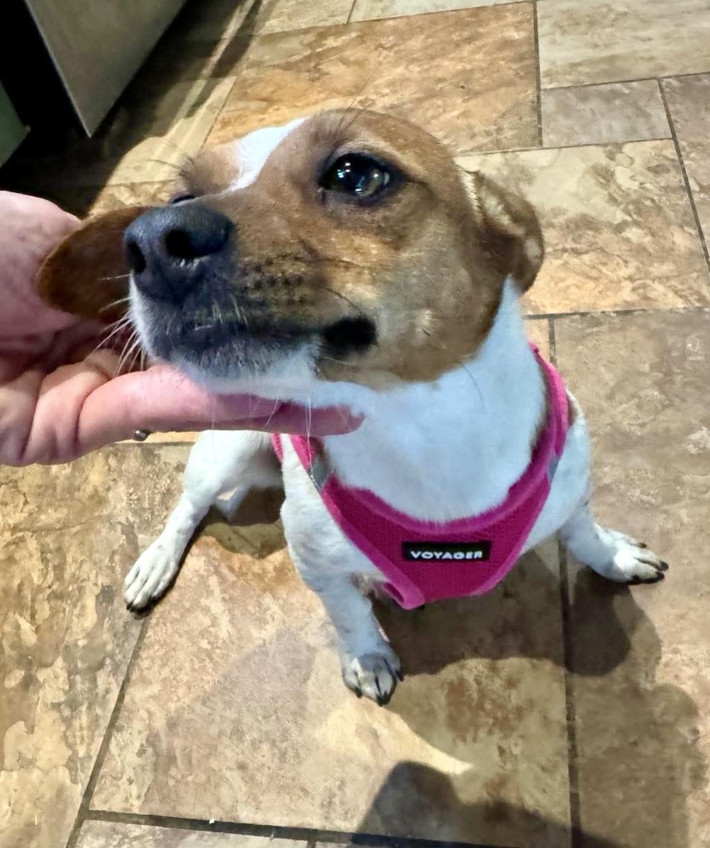 Enlarge Paloma, an adopted mixed breed in Boston, MA image 3/6