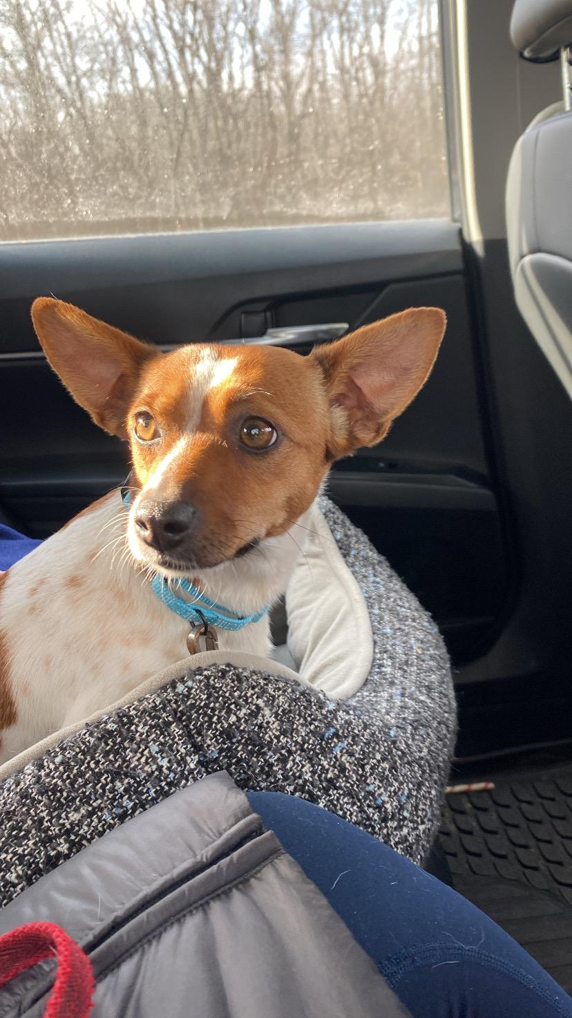 Enlarge Paloma, an adopted mixed breed in Boston, MA image 6/6