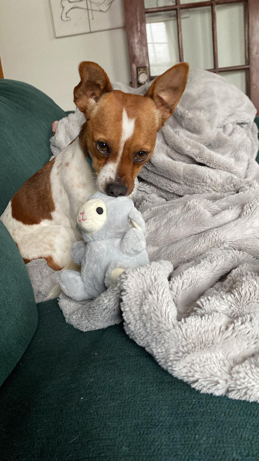 Enlarge Paloma, an adopted mixed breed in Boston, MA image 1/6