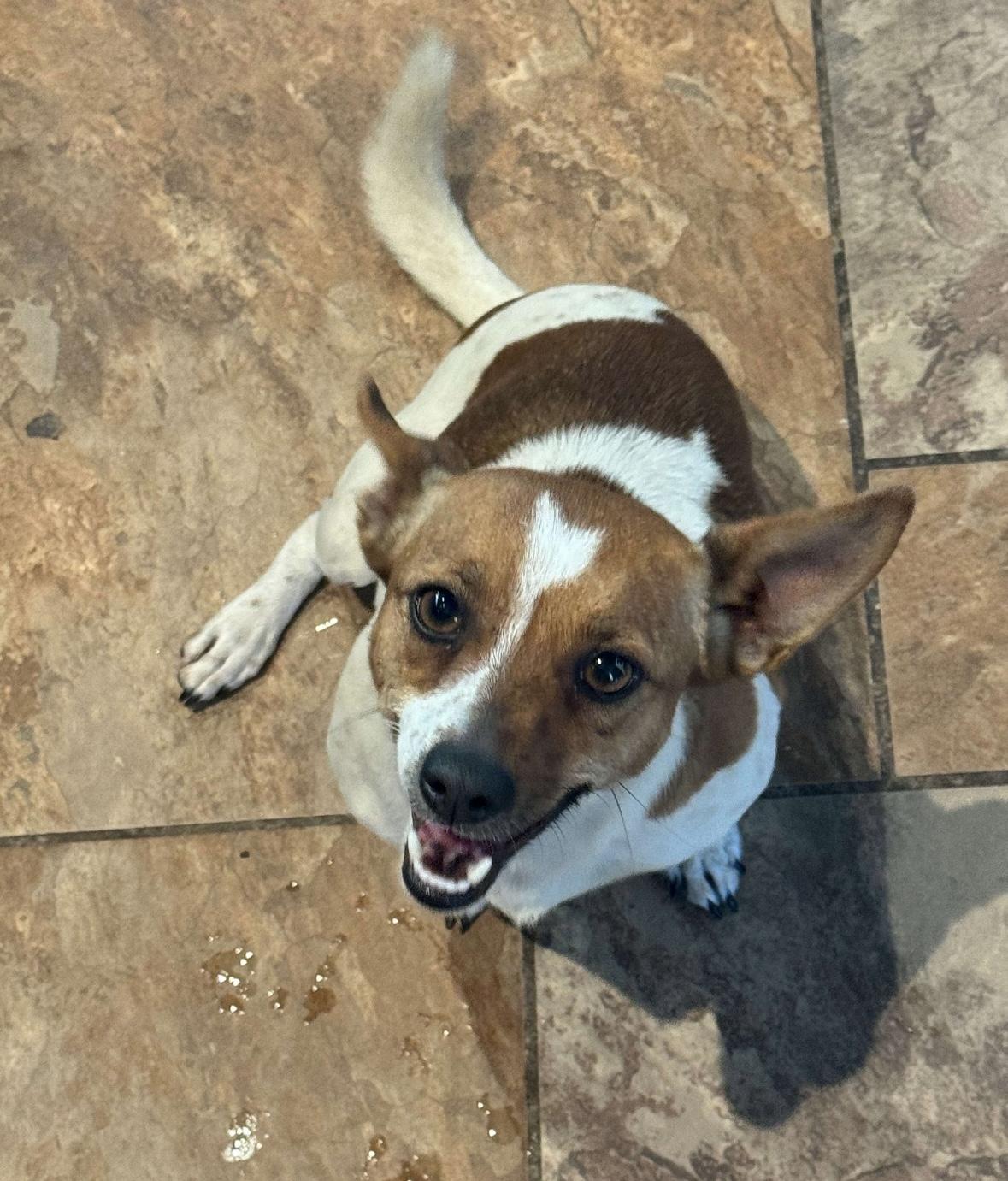 Paloma, ADOPTABLE, Adult Female Chihuahua & Jack Russell Terrier.