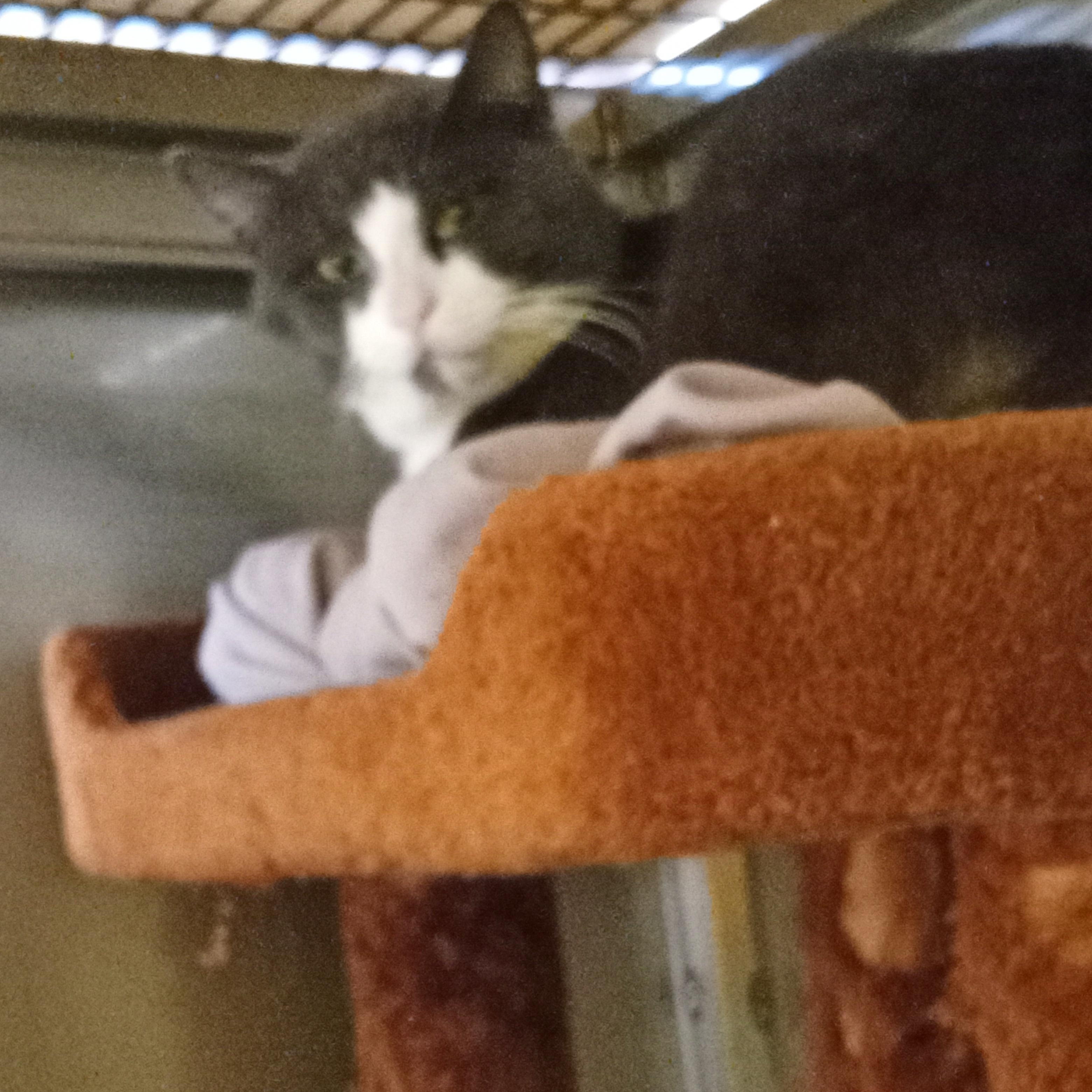 Enlarge Jimmy, a Adoptable Domestic Short Hair in Chehalis, WA image 5/6