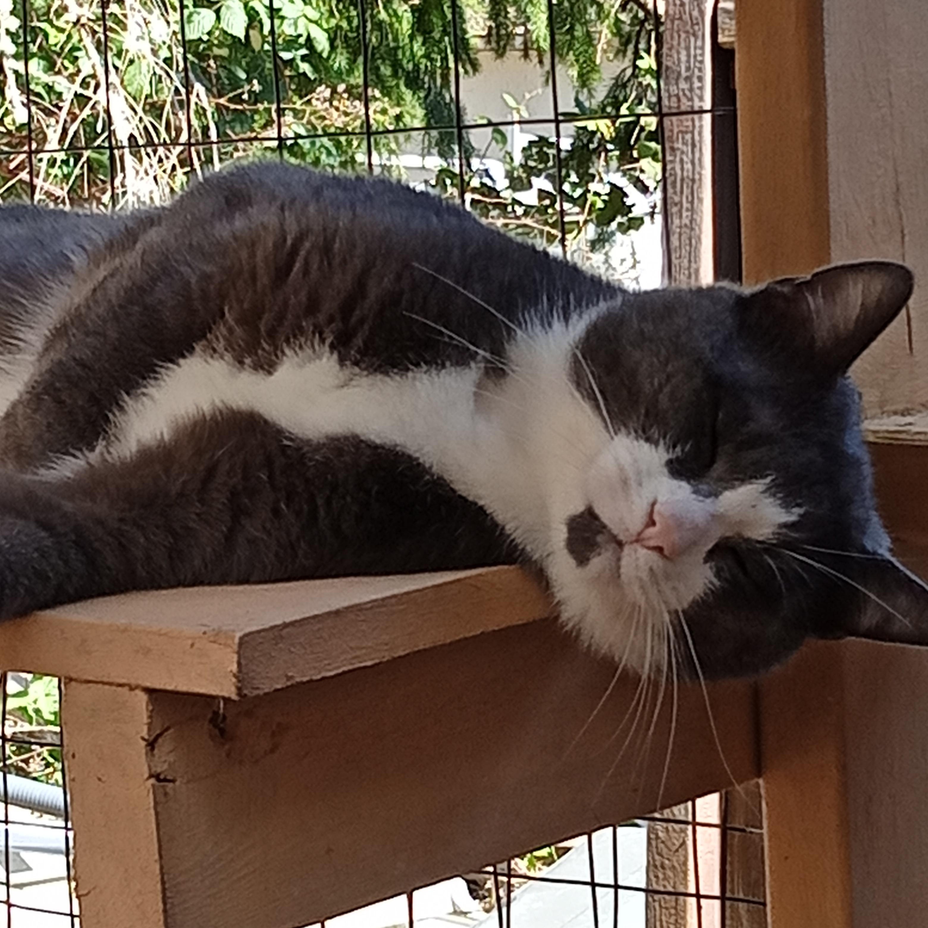 Enlarge Jimmy, a Adoptable Domestic Short Hair in Chehalis, WA image 2/6