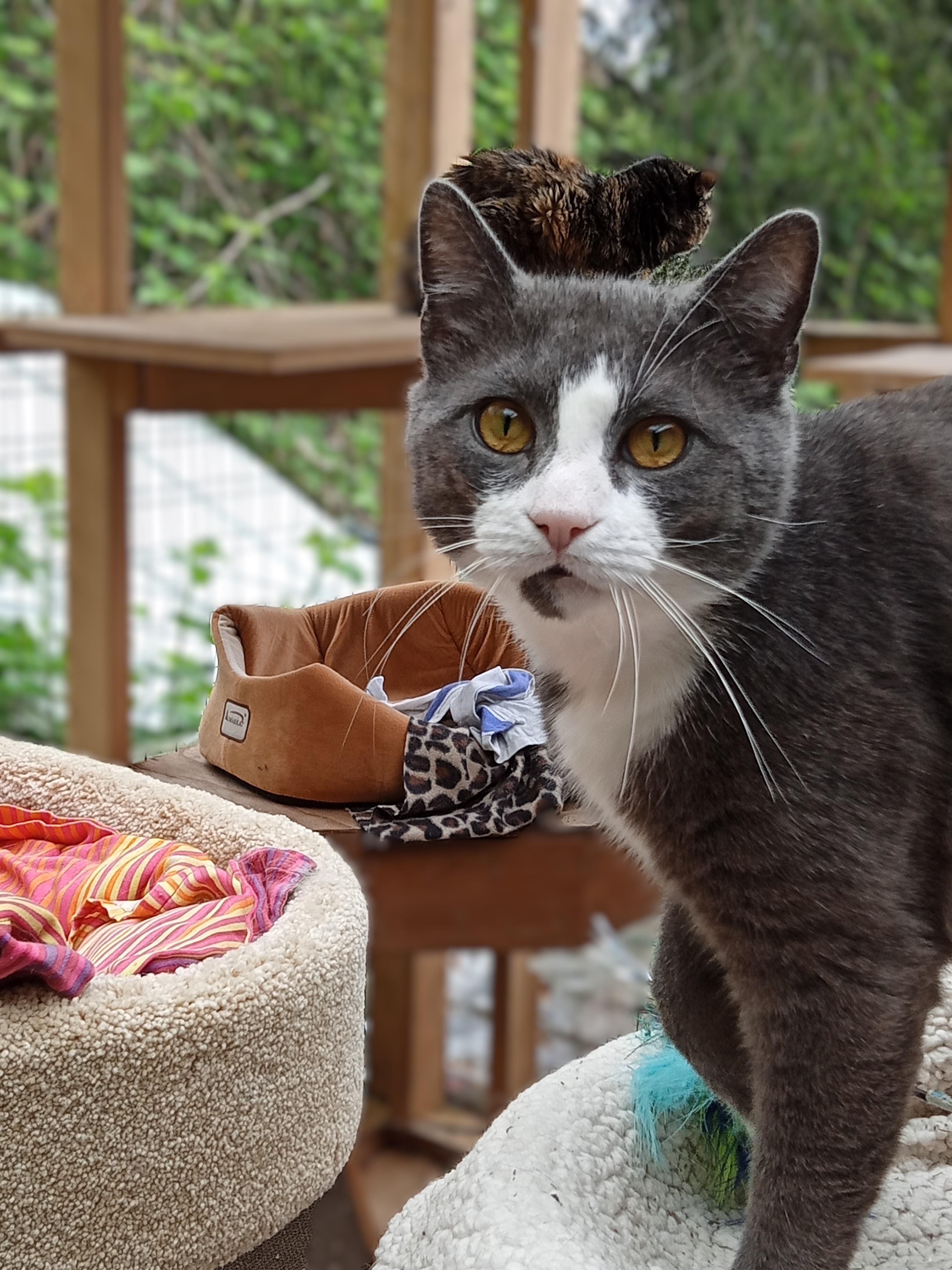 Enlarge Jimmy, a Adoptable Domestic Short Hair in Chehalis, WA image 6/6