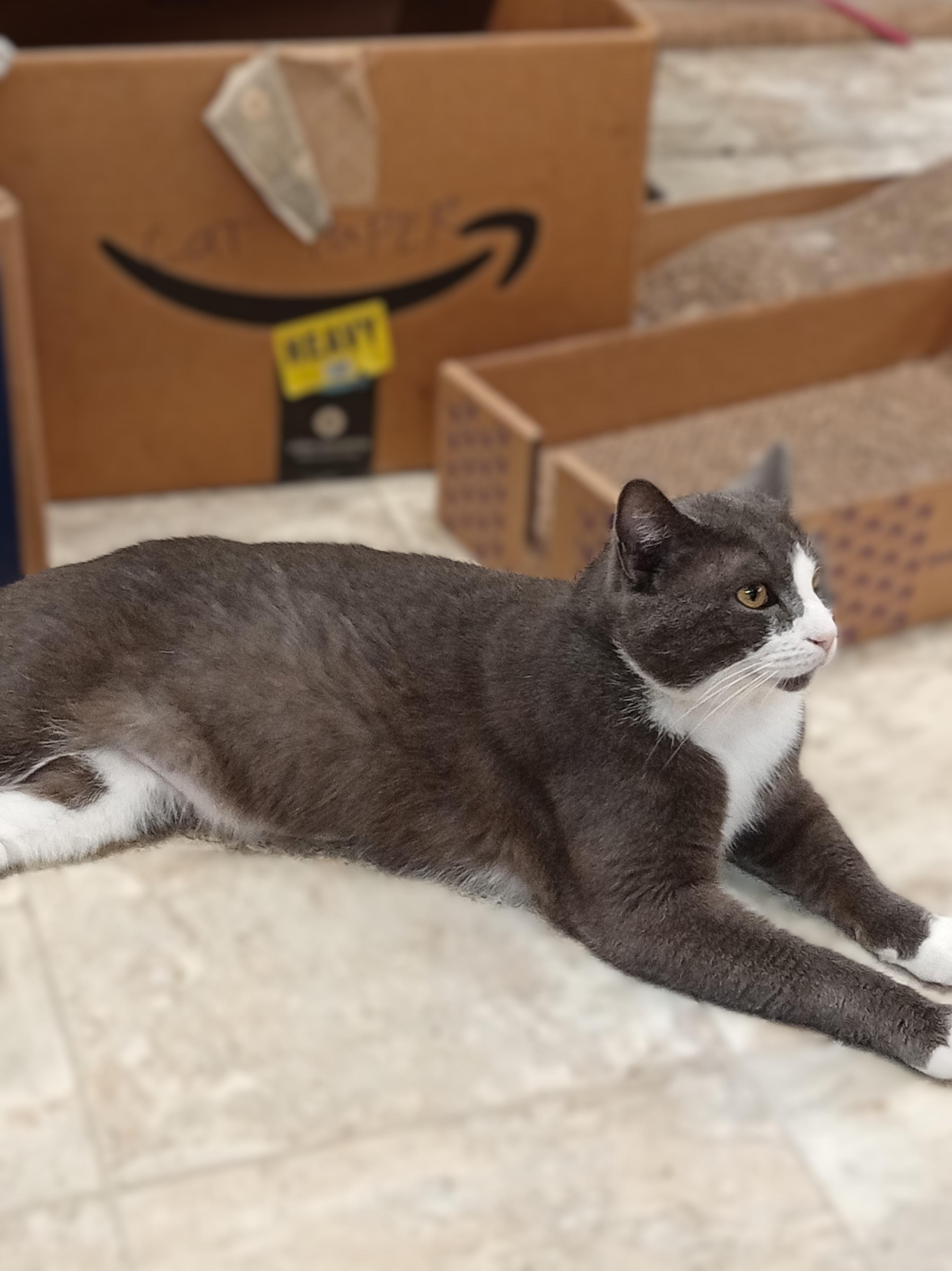 Enlarge Jimmy, a Adoptable Domestic Short Hair in Chehalis, WA image 3/6