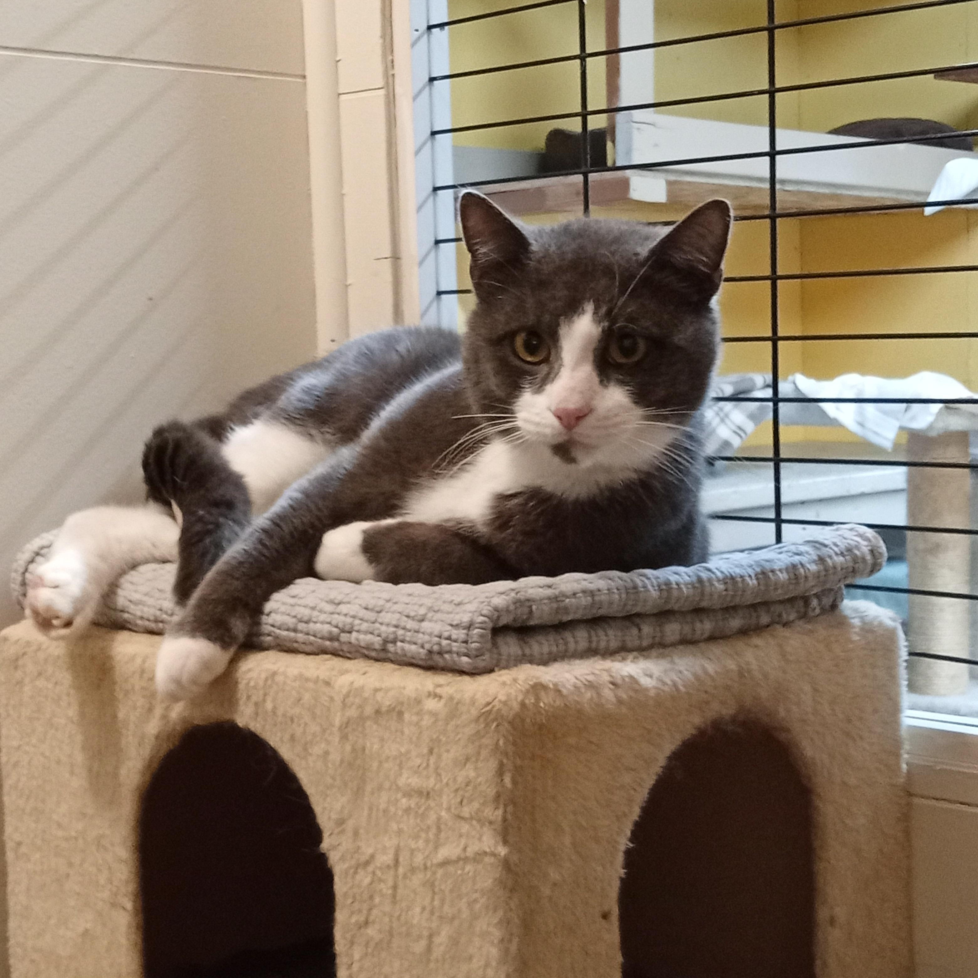 Enlarge Jimmy, a Adoptable Domestic Short Hair in Chehalis, WA image 4/6